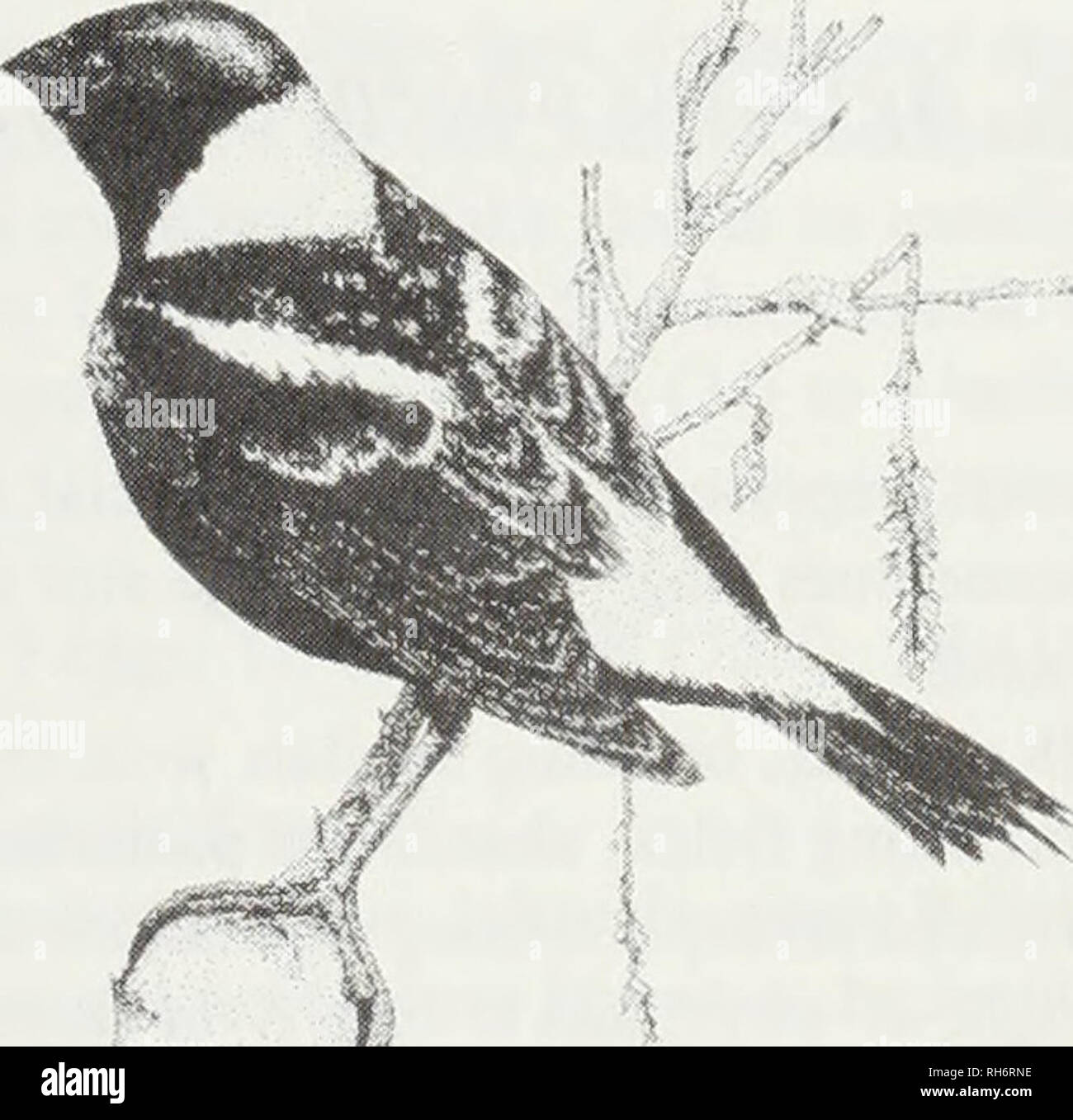 . Oiseaux nicheurs de l'Ontario : nidiology et la distribution. Les oiseaux ; les oiseaux ; les oiseaux. Goglu des prés, Dolichonyx oryzivorus (Linnaeus) Nidiology RECORDS 140 nids représentant 36 régions provinciales. Se reproduit dans les zones de champ ouvert invariablement (Fig. 187) : les champs de foin (41 nids) ; champs de mauvaises herbes et arbustives (41 nids) ; Prairies (18 nids) ; faible, les champs marécageux (14 nids) ; et un champ de chaume (1 nid). Les nids sont presque toujours sur le terrain (91 nids), mais 2 ont été élevés à une hauteur de 15 cm (6 pouces) dans le soutien de tiges de graminées, et un troisième était de 30 cm (12 pouces) de hauteur dans la vesce pourpre. Ils étaient généralement très bien conceale Banque D'Images