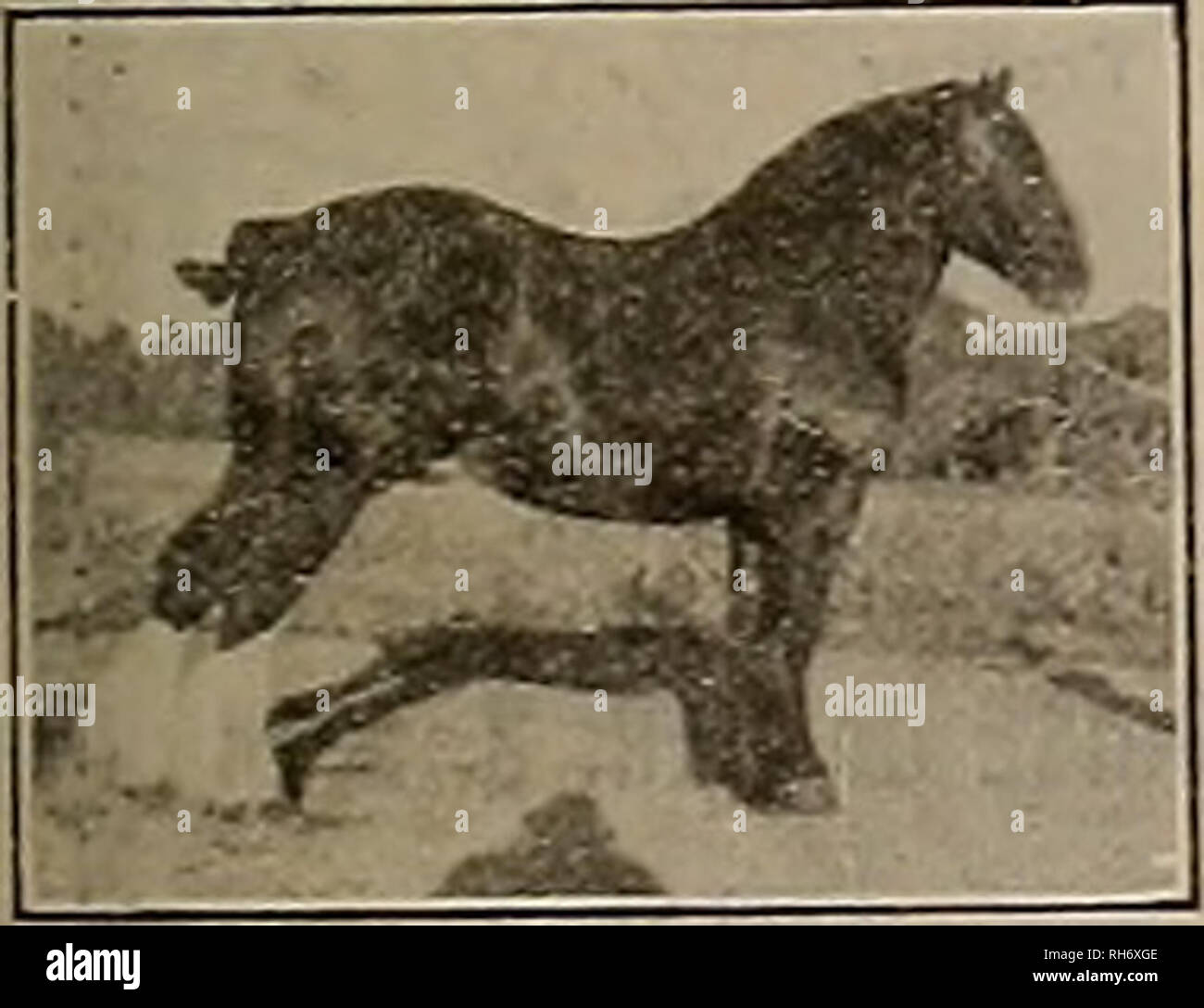 . Source et sportsman. Les chevaux. L'INTÉRIEUR DE LA MAISON UNE SÉLECTION DE POLO POLO PONIES un choix de chevaleresque, bien élevée et KENTUCKY CALIFORNIE VENTE DE CHEVAUX DE SELLE en leçons d'équitation et DrivingâEvening J. J. Classes G ET H I N McADRIAN 2:24 Sire de Bert Kelly 2:12V* Trix McAdrian (2) . 2:23  % Reg. N° 45391. Cal. Licence d'état de grâce Pure Chalmers (mat.) .2:20  % produites n° 317. McAdrian d'olive (2) tr..2:22 produits par Guy McKINNEY (sire de Vernon McKinney 2:01 V2, Linden Girl 2:22, etc.) : feuille d'érable 2:34  % par Adrian 2:26 % ; troisième barrage, Blanche Patchen, par Mambrino Patchen, etc. 58 McAdrian est o Banque D'Images