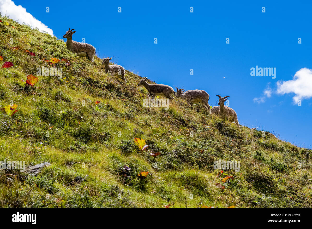 Un troupeau de moutons bleus, Bharal Pseudois nayaur () est le pâturage dans le paysage désertique de la vallée de l'Upper Marsyangdi Banque D'Images