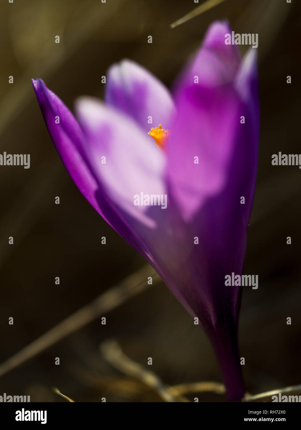 Crocus fleur pourpre le premier signe du printemps Banque D'Images