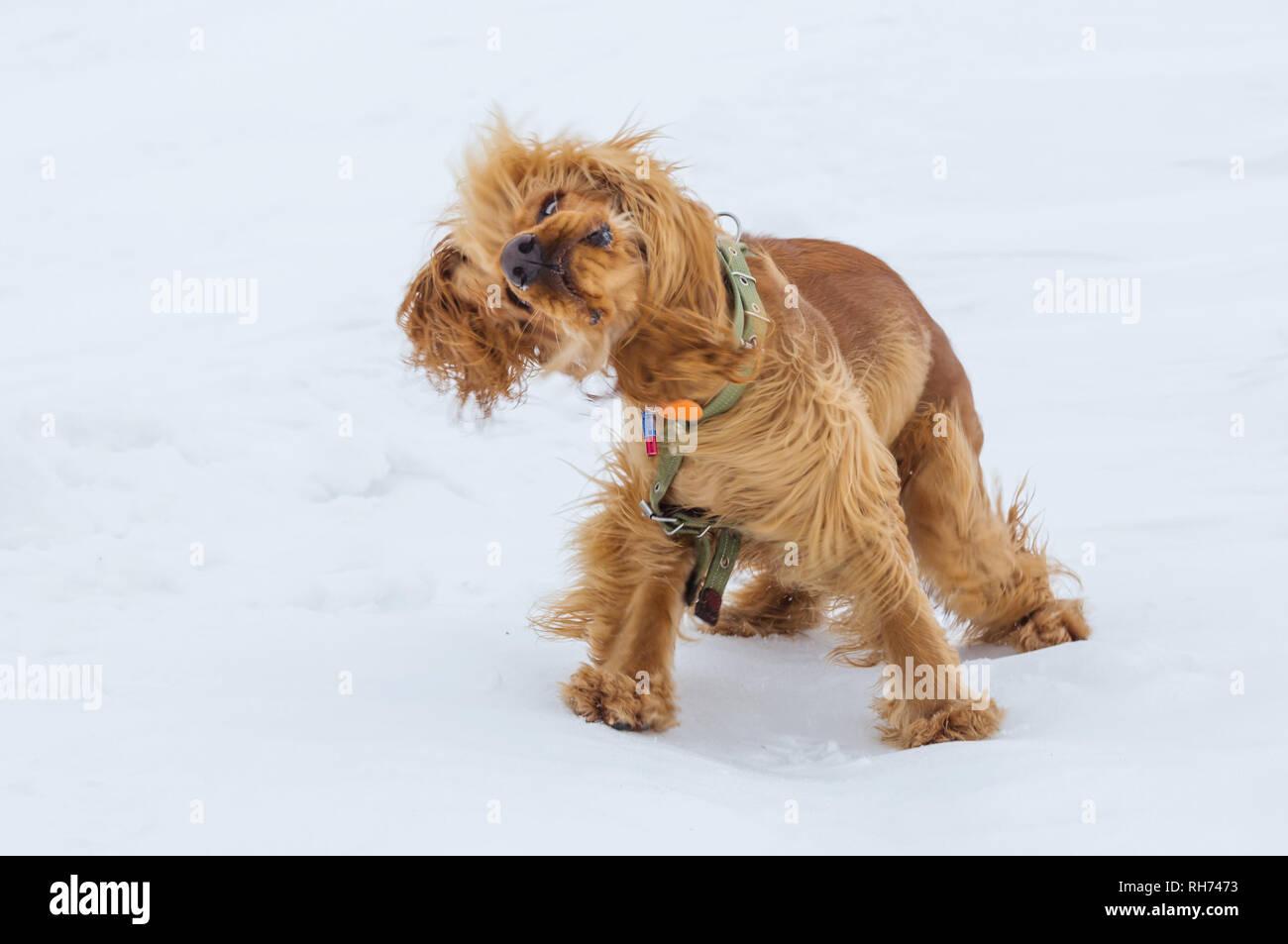 Cocker Anglais golden dog debout dans la neige Banque D'Images