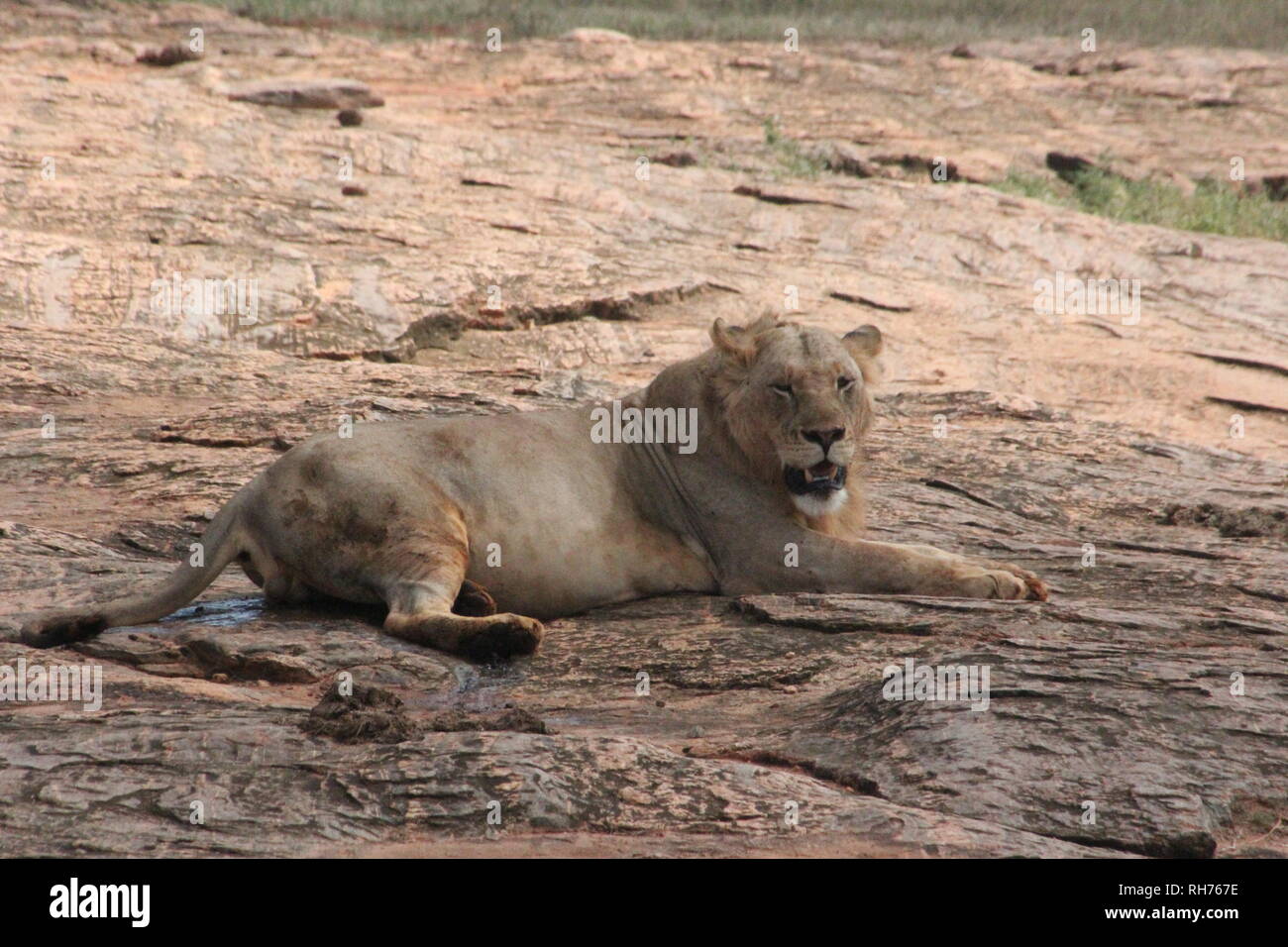 Homme Lion reposant sur un sol rocailleux à l'Est de Tsavo National Park, Kenya Banque D'Images