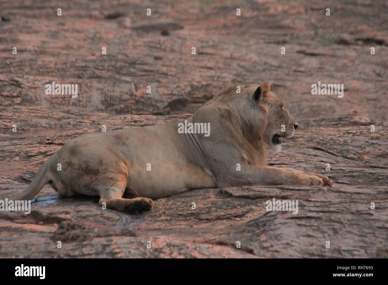 Homme Lion reposant sur un sol rocailleux à l'Est de Tsavo National Park, Kenya Banque D'Images