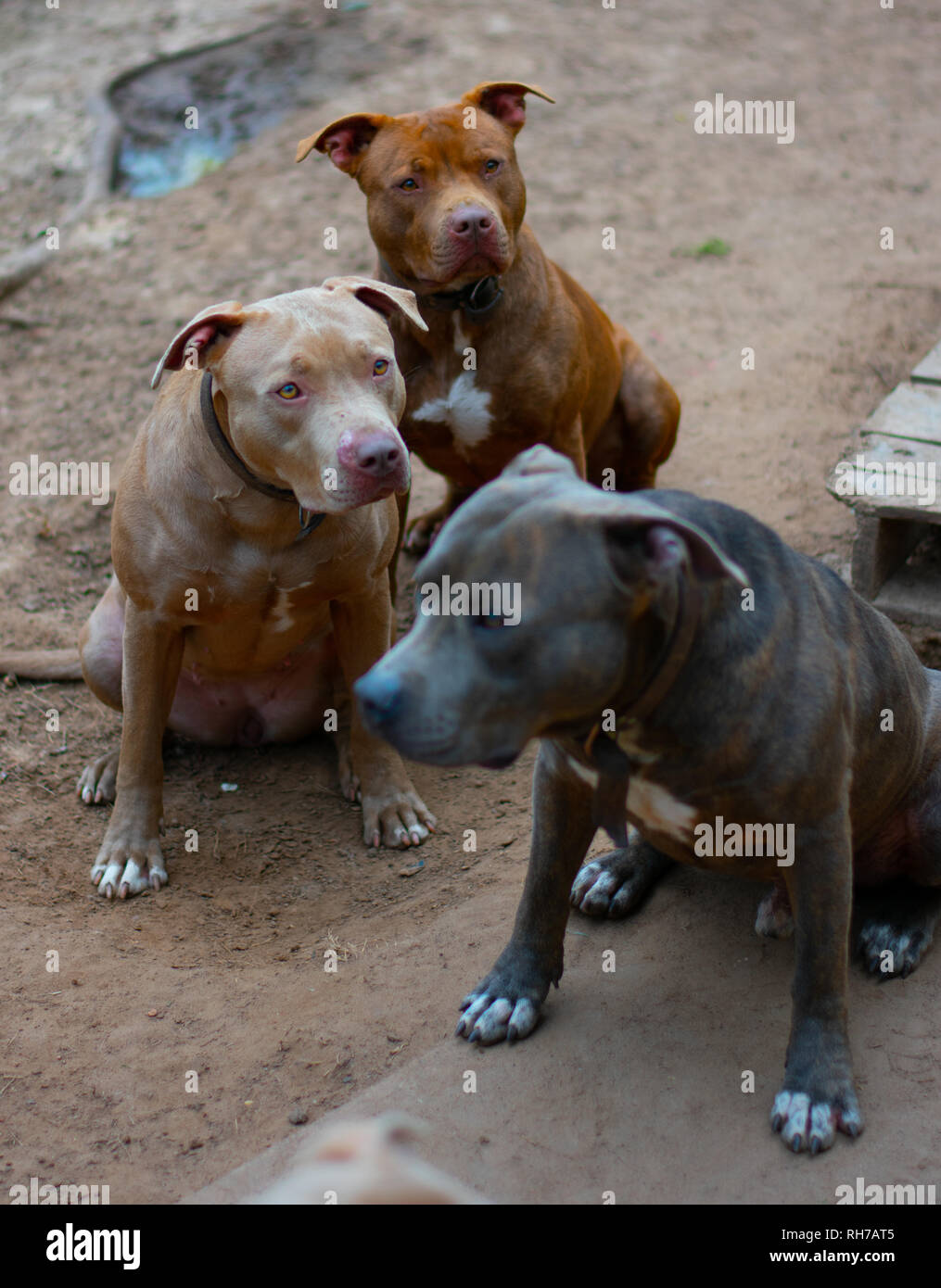 Ils disent que les chiens sont les meilleurs amis des mâles. Ces chiens adorables sont les meilleurs friend.beautiful et forts de tous. Banque D'Images