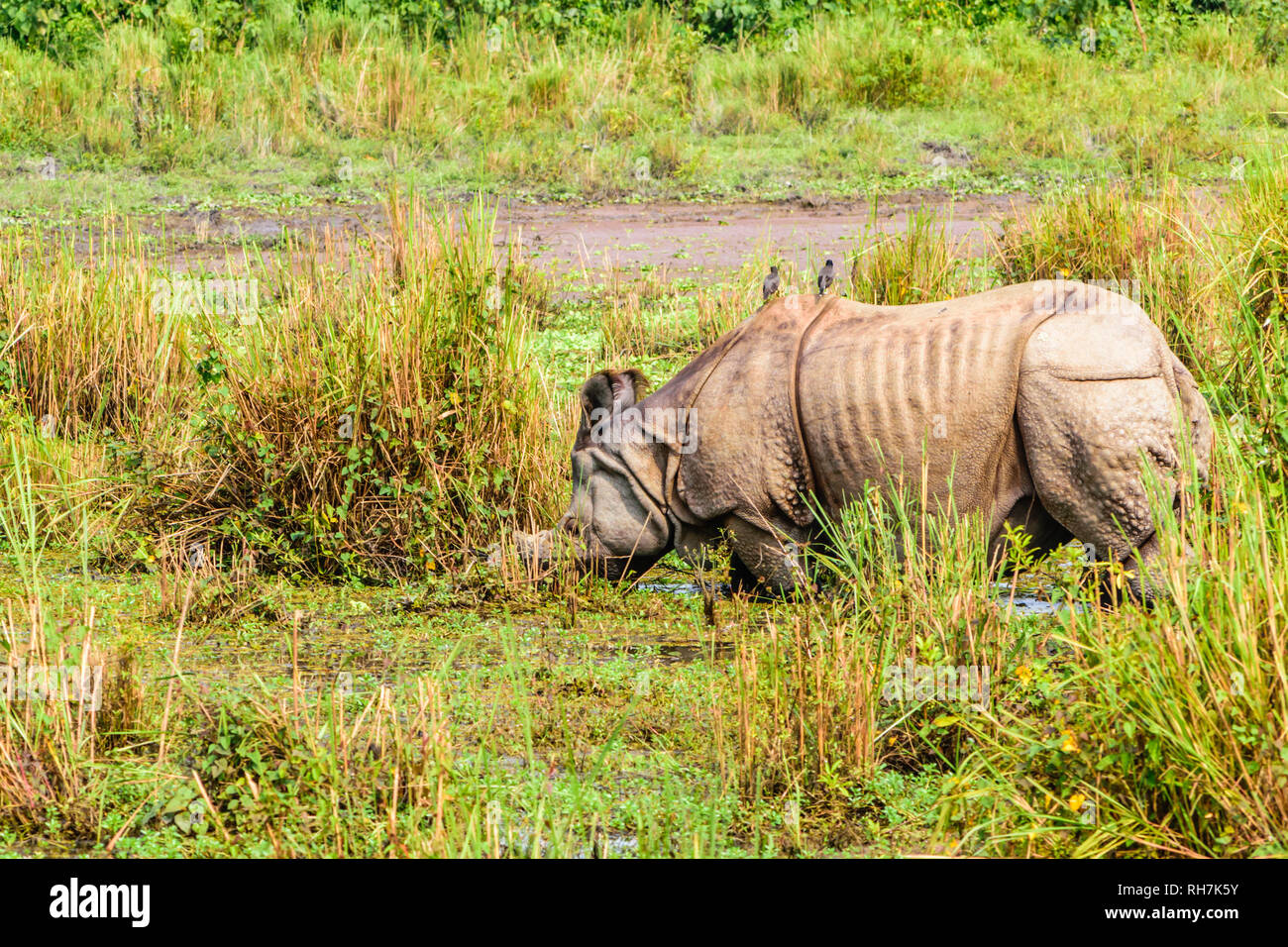 À une corne pour mineurs (rhino Rhinoceros unicornis) dans le parc national de Chitwan, au Népal. Rhinocéros à une corne (Rhinoceros unicornis) également dans Kazira Banque D'Images