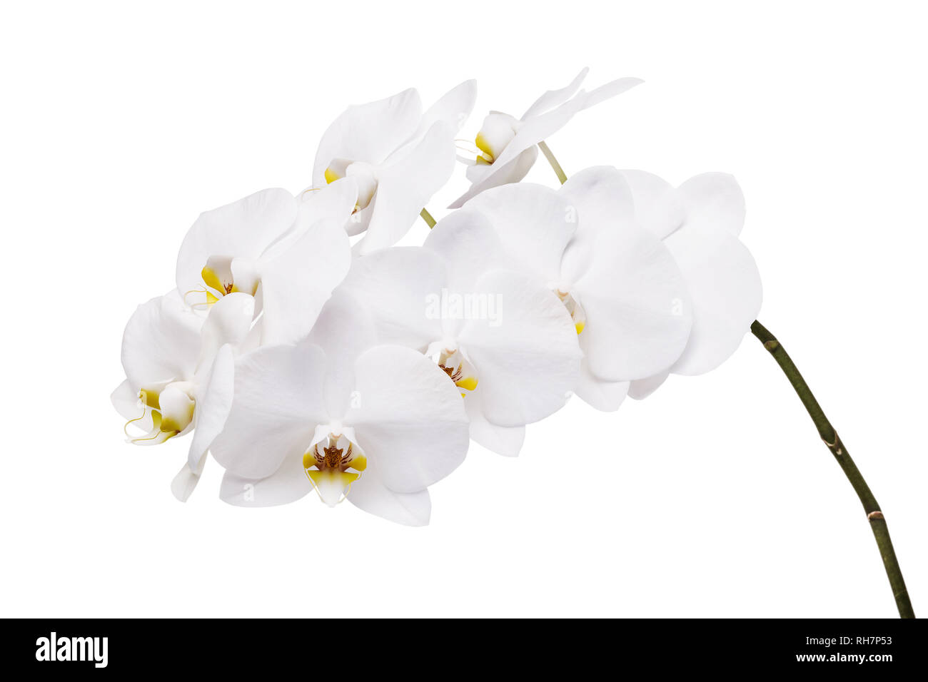 Une branche isolée d'une belle orchidée blanche en fleurs ayant une couleur jaune sur les pétales inférieurs Banque D'Images