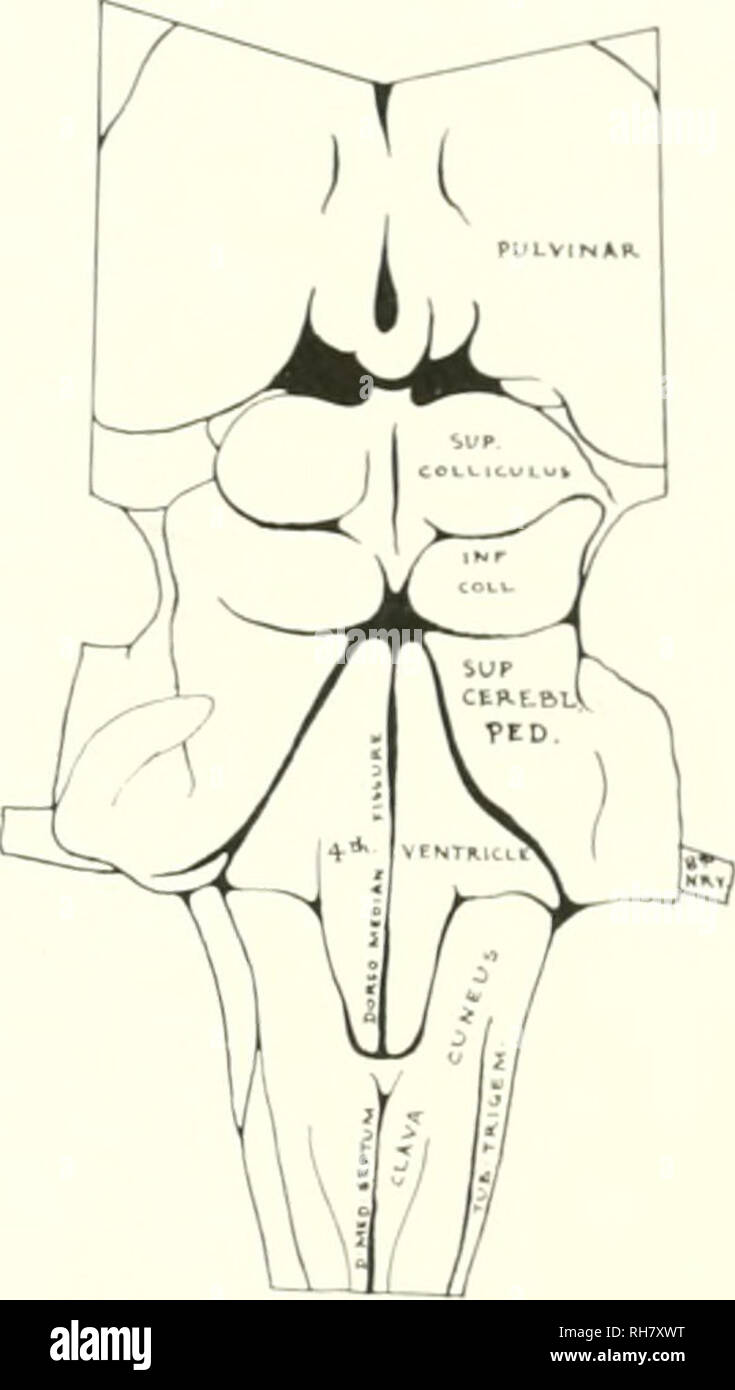 . Le cerveau de singe à l'homme ; une contribution à l'étude de l'évolution et le développement du cerveau humain. Cerveau ; évolution ; Pongidae. FIG. 228. SLKKACE dorsale du tronc cérébral, de l'orang-OLTANG. [Longueur réelle 54 nini.touche l pour diagramme, d. med. septi m, DorsDniidirin ; Septum inf.. coll. Colliculus inférieur ; sup. cerebl. ped., pédoncule cérébelleux supérieur ; slp. collicllls, colliculus supérieur ; à remous. Trigemini Tuberculum tricem., ; 8ème nkv. Huitième Nerf. à des domaines spécialisés dans le ct'rebral hémisphère. L poii la surlacc latéral de tlu' id 111 !) ram, un petit eli' at ion mdicatt la position de l'ol Banque D'Images