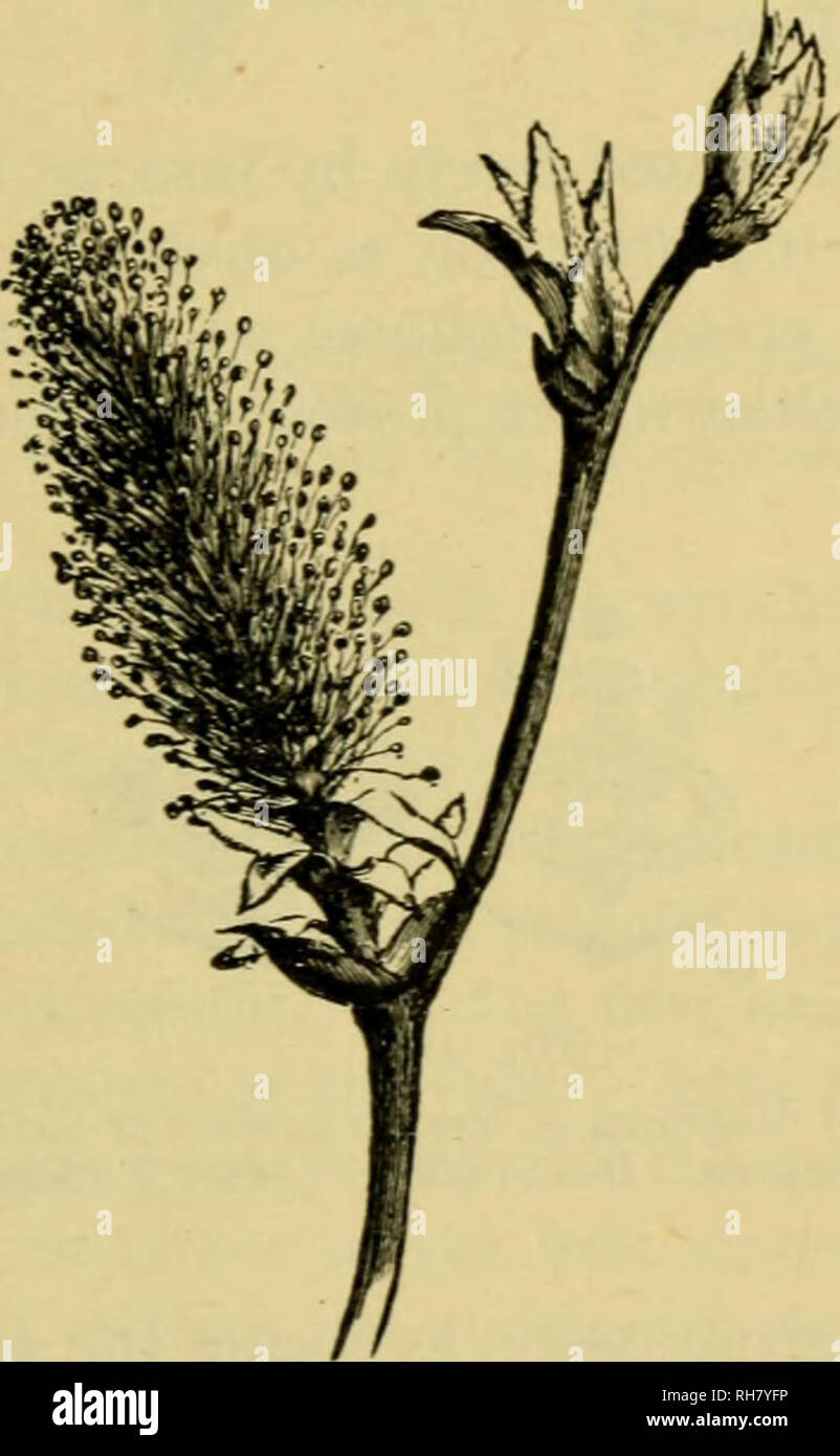 . Botanique de la plante vivante. Botanique ; les plantes. Annexe A 619 en comparaison qui rend probable. En conformité avec les vues ainsi brièvement esquissé le Polypetals Choripetalae ou Dicotyledoneae-, seront pris en premier. DICOTYLEDONEAE-CHORIPETALAE. Ordre : SALICALES. Famille : Salicaceae. Exemple : Le saule de chèvre. (12) Les nombreuses espèces indigènes de Willow sont des arbres, ou des arbustes nains, ou undershrubs, qui vivent dans des situations d'humidité ; presque aucun d'entre eux serviront à illustrer leur structure florale très simple. Dans la grande (Salix caprea Goat-Willow arbustif, L.) les fleurs apparaissent group Banque D'Images