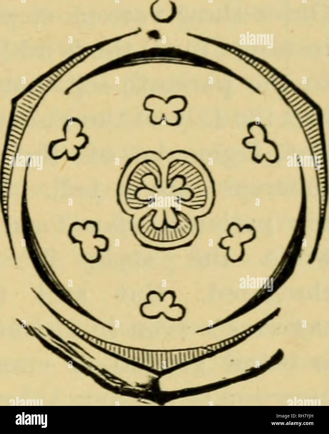 . Botanique de la plante vivante. Botanique ; les plantes. Annexe A 607 (Ruseus), tandis que certains sont alpinistes (Smilax, Diosccrea). Ils ont pour la plupart des feuilles entières, avec base de revêtement, et en parallèle : mais la nervation Dioscoreaceae sont exceptionnels en ayant une large feuilles réticulées. Les fleurs sont construites sur un type qui peut être accepté comme un plan général sous-jacent pour les monocotylédones, être com- posée de cinq verticilles alternant des pièces. Le nombre de pièces dans chaque verticille est communément trois ; mais d'autres numéros peuvent être trouvés, par exemple deux (Maianihemum), ou quatre, ou même cinq (Paris, Aspidistra). L Banque D'Images