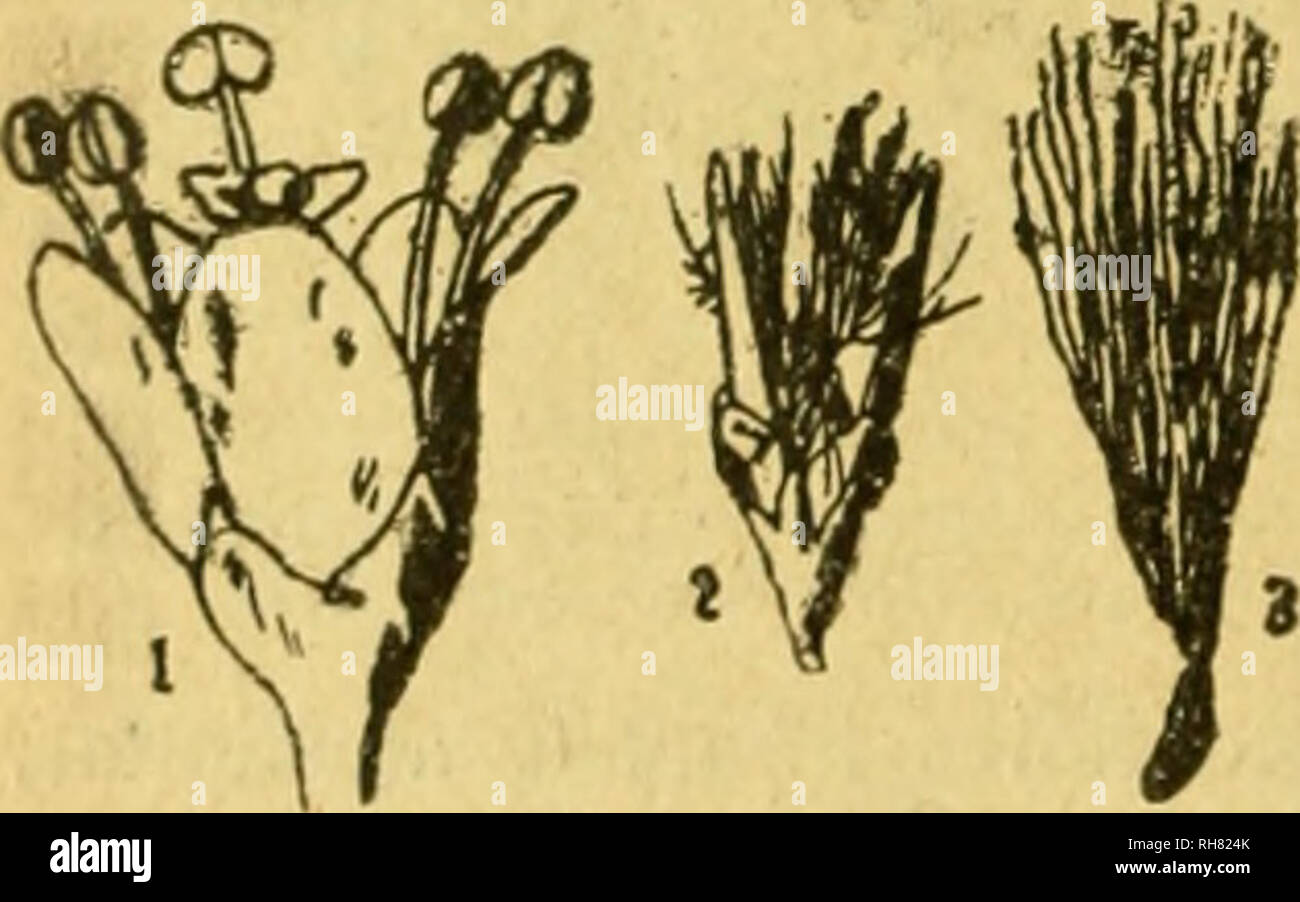 . Botánica descriptiva. Compendio de la flore española. Estudio de las plantas que viven espontáneamente en España y de las más frecuentemente cultivadas que tienen aplicaciones en medicina, agricultura, Industria y horticultura. Les plantes. Fig. 465.-Diagrama de Tamarix. estípulas nosas y sin. Flores regulares (fig. 465), J, generalmente muy pe- queñas y casi siempre en espigas sencillas o en racimos de espigas termi- nales. Fils pentámeras, rara vez tetrámeras, con los sépalos y pétalos libres. Un verticilo de estambres y sencillos libres con anteras extrorsas {Tamarix. o de 2 estambres soldados Banque D'Images