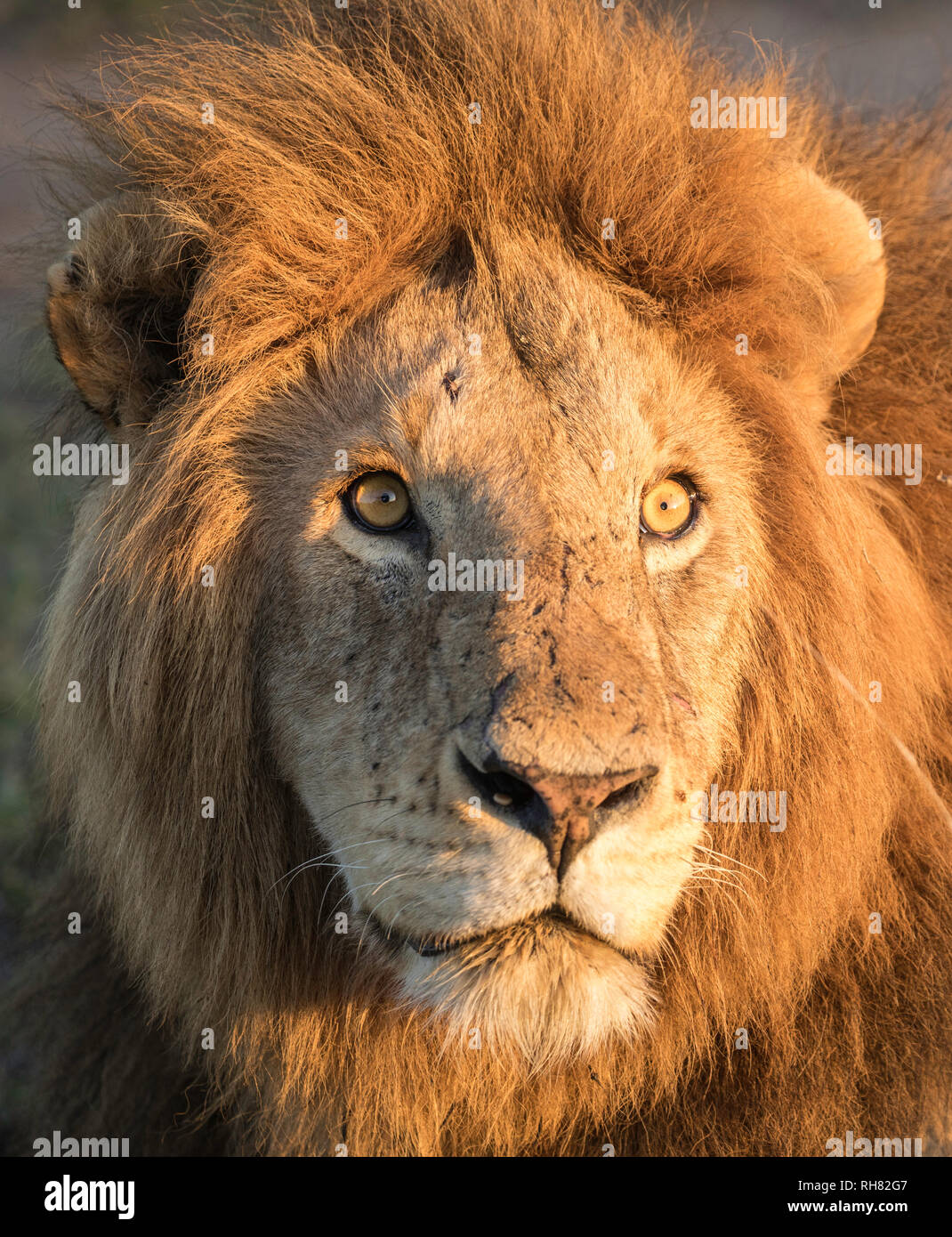 Lion mâle close up of face Banque D'Images