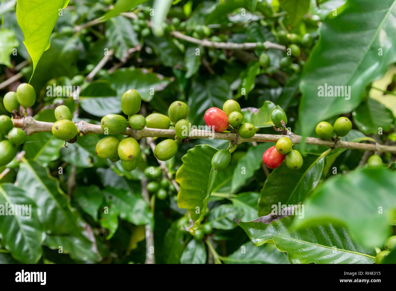 Naalehu, Hawaii - la culture du café à Paradise Meadows Verger & Bee Farm sur Hawaii's Big Island. Banque D'Images