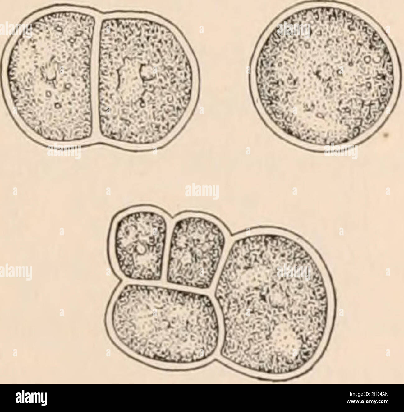 . La botanique ; principes et problèmes. La botanique. Le RÈGNE VÉGÉTAL 245 1. L'usine multicellulaires.-Le premier grand pas en avant qui, comme toutes les premières étapes, a probablement beaucoup de temps à être accompli, était composé de l'union de ces cellules simples en colonies (Fig. 135). Les deux cellules-filles formées à une division est demeuré attaché à l'autre au lieu de séparer, et ainsi naquit à petites cellules ou groupes aggrega- tions telles que l'on peut encore voir l'un des plus bas d'algues. Les différentes cellules qui constituent ces groupes pourraient être en harmonie dans les diverses masses sphériques, en filets, ou en feuilles. Toujours dans le cadre d'un mo Banque D'Images