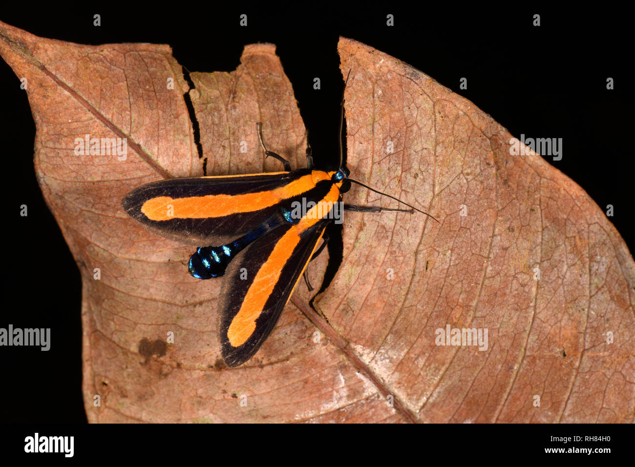 Costa Rica (Ormetica maura) adulte au repos sur feuille morte, wasp imiter, Turrialba, Costa Rica, octobre Banque D'Images