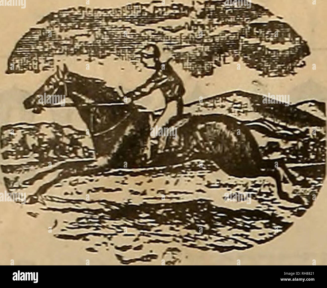 donne van pour chevaux