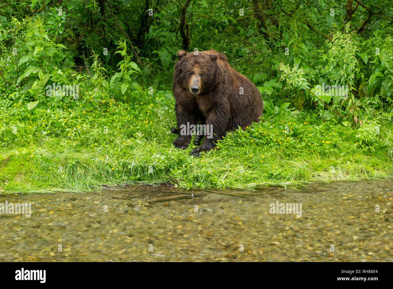 Un grizzli mâle géant en attente pour les saumons à Hyder, Alaska Banque D'Images