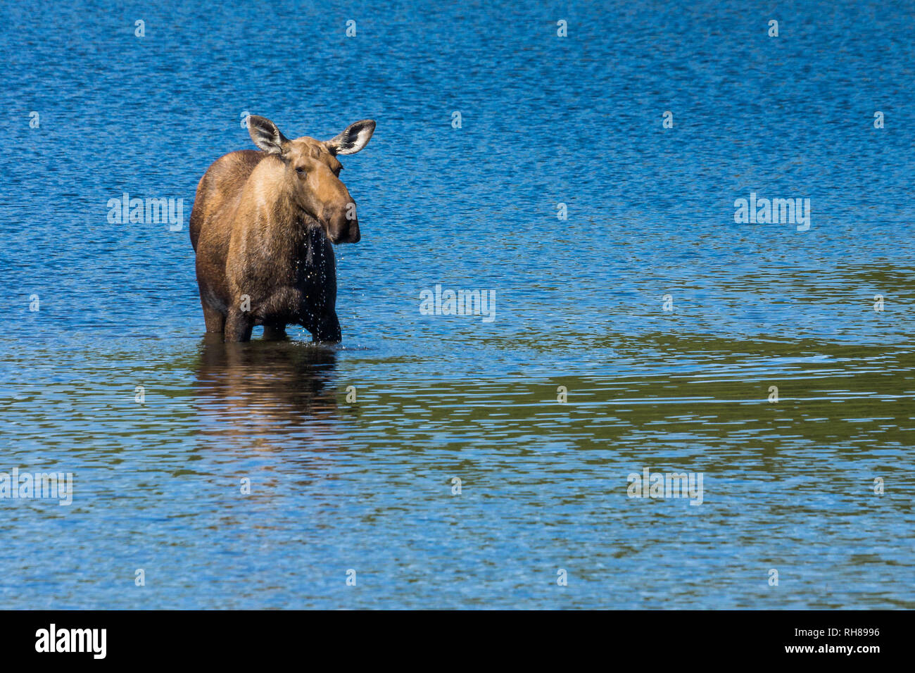 Repéré lors de notre deuxième journée dans le parc national de Denali totalement incroyable. Régime plus d'un jour à encrease weater juste vos chances pour la faune et SIG Banque D'Images