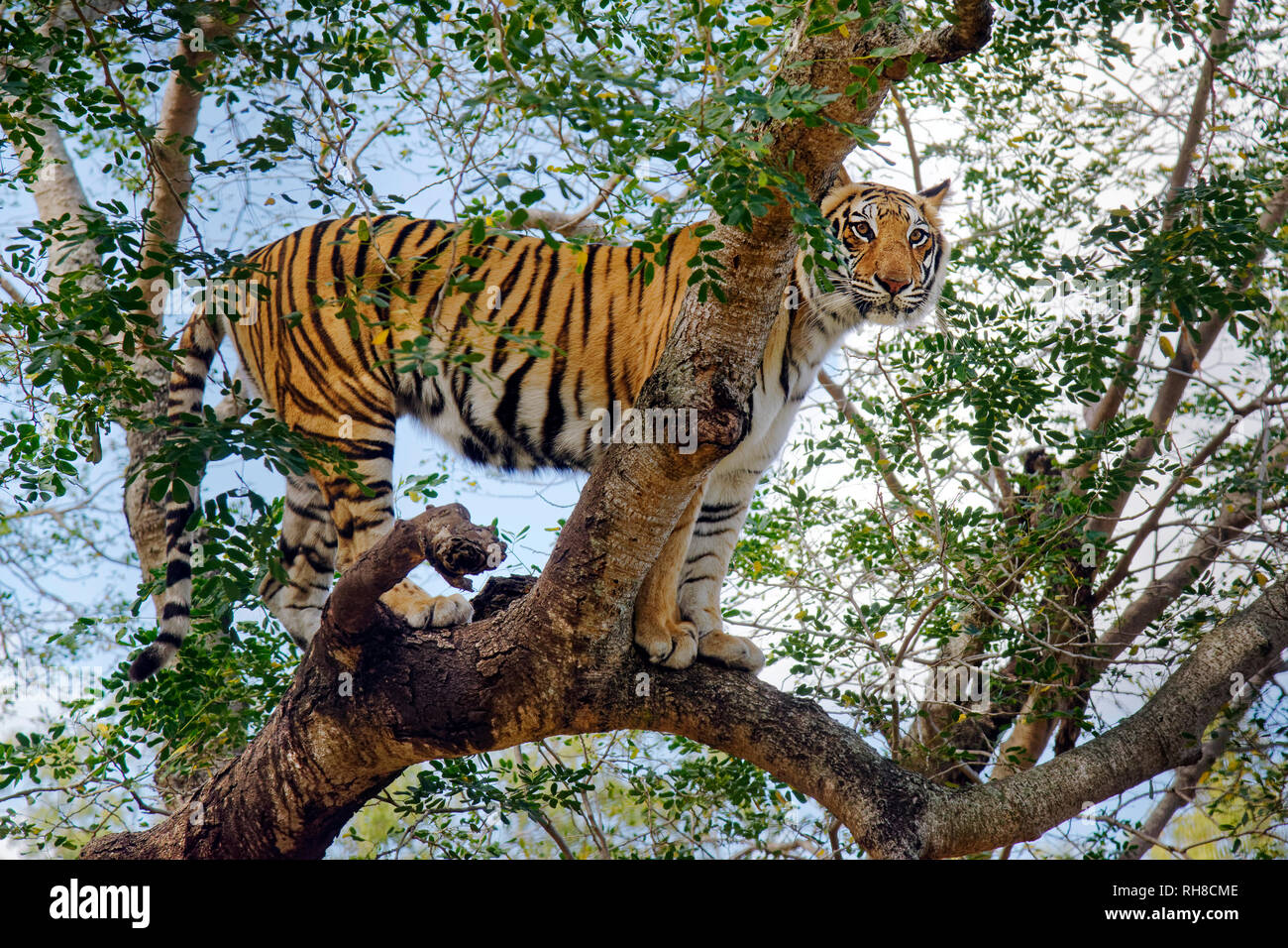 - Tigre du Bengale Panthera tigris tigris Banque D'Images