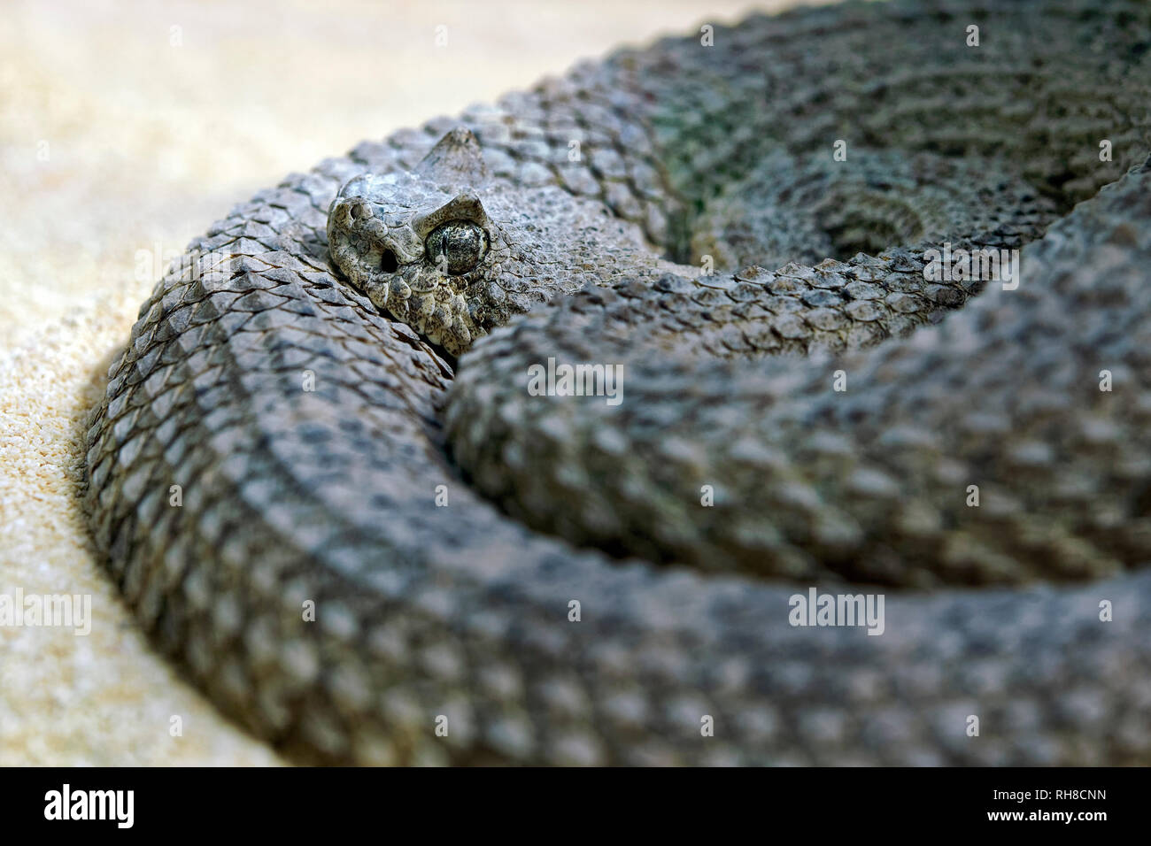 Crotale crotale Cornu / Sidewinder - Crotalus cerastes Banque D'Images