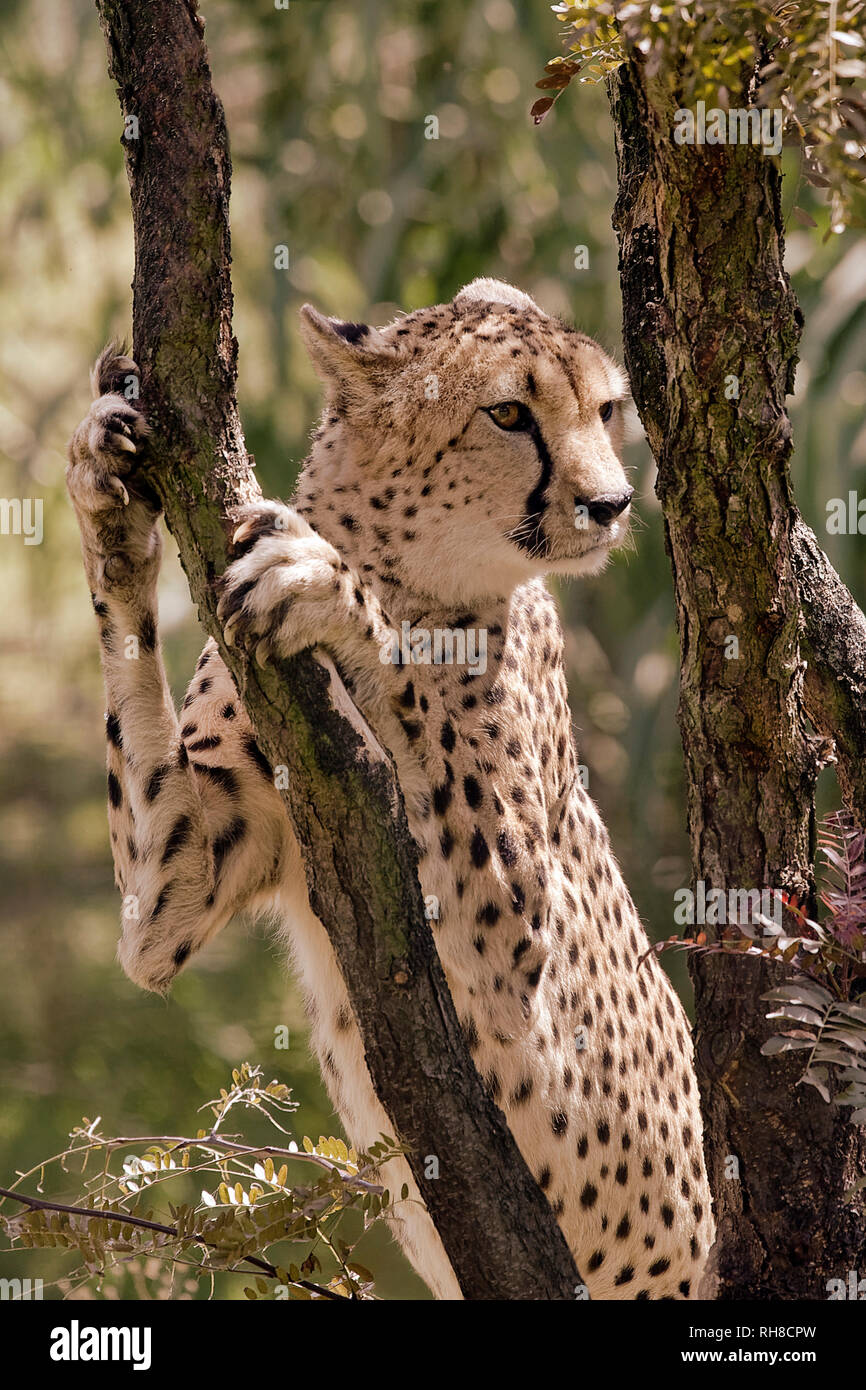 Le guépard - Acinonyx jubatus Banque D'Images