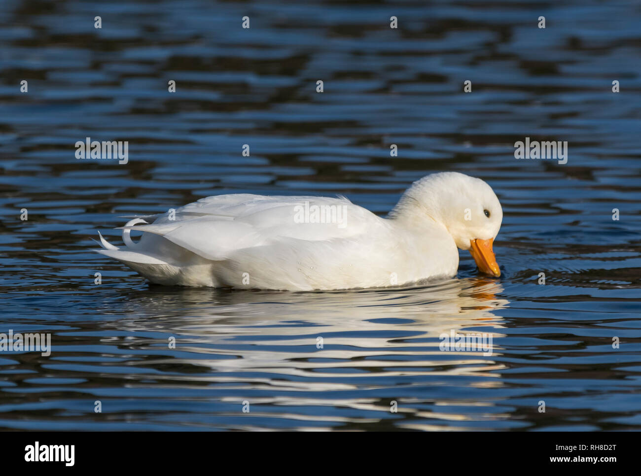 Appel Blanc Drake domestiqués (Anas platyrhynchos), AKA Coy & Duck Duck Decoy, sur un lac en hiver dans le West Sussex, Royaume-Uni. Banque D'Images