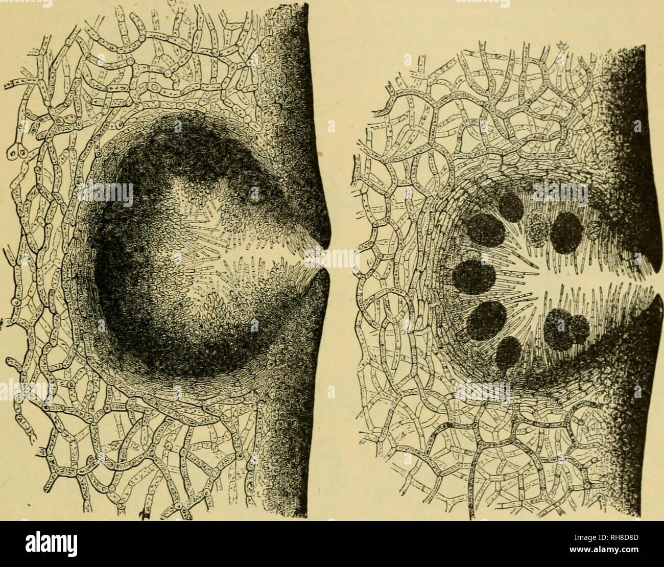 . Botanique de la plante vivante. Botanique ; les plantes. Algue Brune 38i produisent des zoospores sont supportés à la fois par la plus simple et plus avancées types mais ils sont absents dans Fucvs. Étapes successives dans la différenciation des sexes peut être trouvé dans les algues brunes. Les formes les plus simples produisent des isogametes qui sont mobiles. Des formes plus complexes montrent la différenciation des sexes, le petit être spermatozoïdes motiles, mais plus d'ovules sont non-motile cellules primordiales.. Fig. 282. Fig. 283. Fig. 282.-mature de Fucus serratus conceptacle mâle, rempli de poils d'anthéridies ramifiées. (Après Thuret.) Fig. 283.-femelle adulte c Banque D'Images