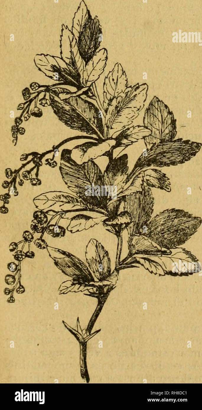 . Botánica descriptiva. Compendio de la flore española. Estudio de las plantas que viven espontáneamente en España y de las más frecuentemente cultivadas que tienen aplicaciones en medicina, agricultura, Industria y horticultura. Les plantes. Fig. 545,-Diagrama de Berbe- rís más ; corola con 2 série de pétalos pequeños que pueden un reducirse nectaríferas mas- esca 6 estambres ; que se abren por medio de ventallas hendiduras, rara vez por {longitudinales Podophyllum) ; un {Berberís carpelo cerrado) o 3 Lardtzabala pluriovulados {libres). F  = 3S  + 3S  + 3p  + 3p  + 3E -f 3e-]- 1-3 Ce. Baya Fruto, rara vez Banque D'Images