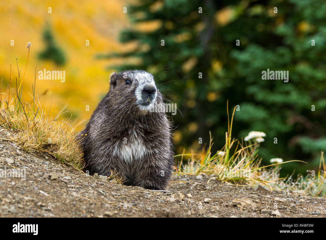 Les Jeux Olympiques (Marmot Marmota olympus) est un rongeur de la famille des écureuils Sciuridae ; elle se produit uniquement dans l'état américain de Washington, au centre à eleva Banque D'Images