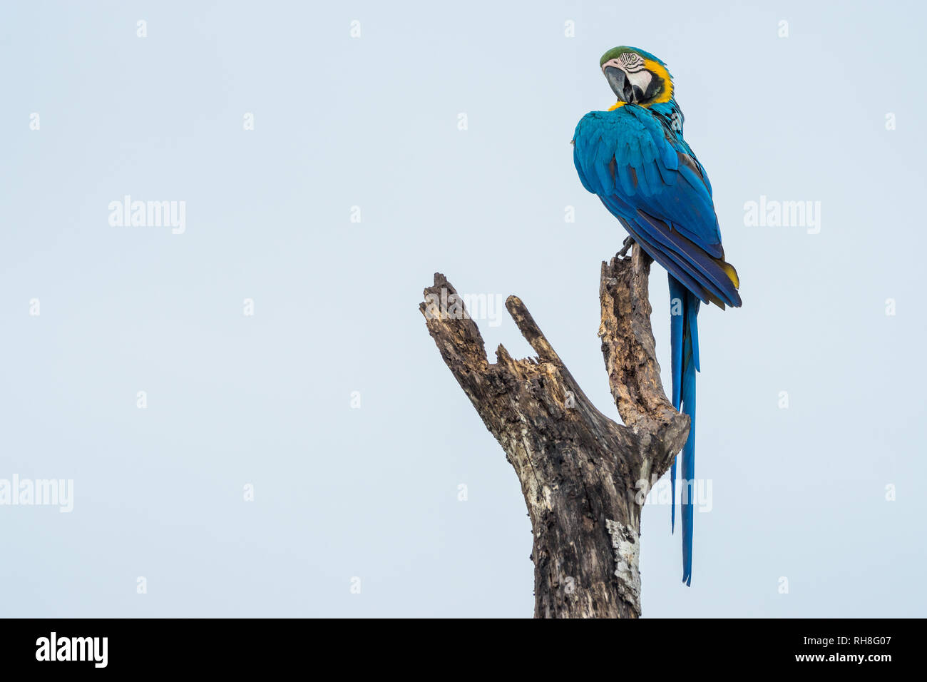Un sauvage bleu et or macaw dans le Pantanal brésilien. Après une forte pluie, trois de ces magnifiques perroquets en voie de disparition, mais c'est paru. Banque D'Images