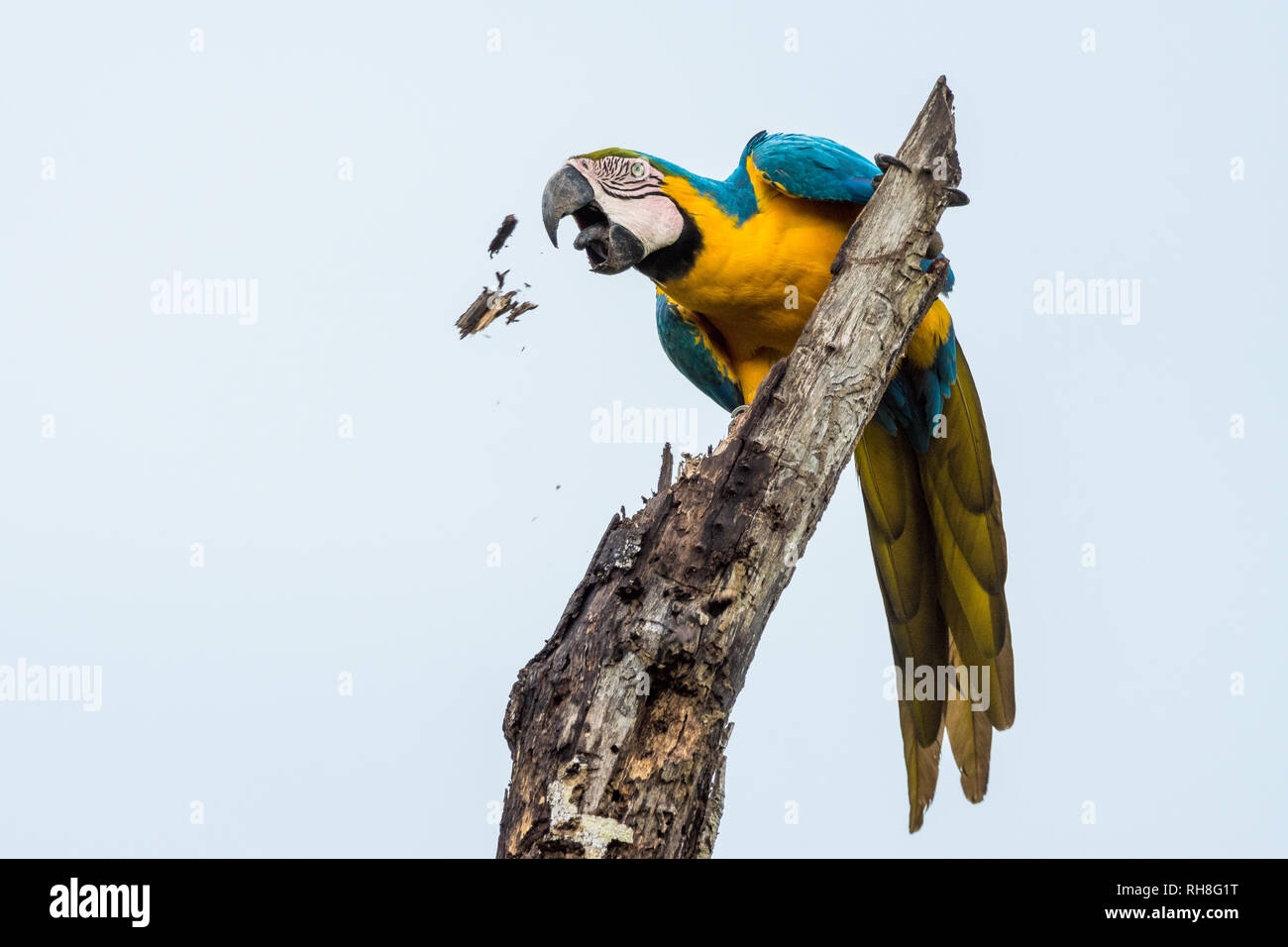 Un sauvage bleu et or macaw dans le Pantanal brésilien. Après une forte pluie, trois de ces magnifiques perroquets en voie de disparition, mais c'est paru. Banque D'Images