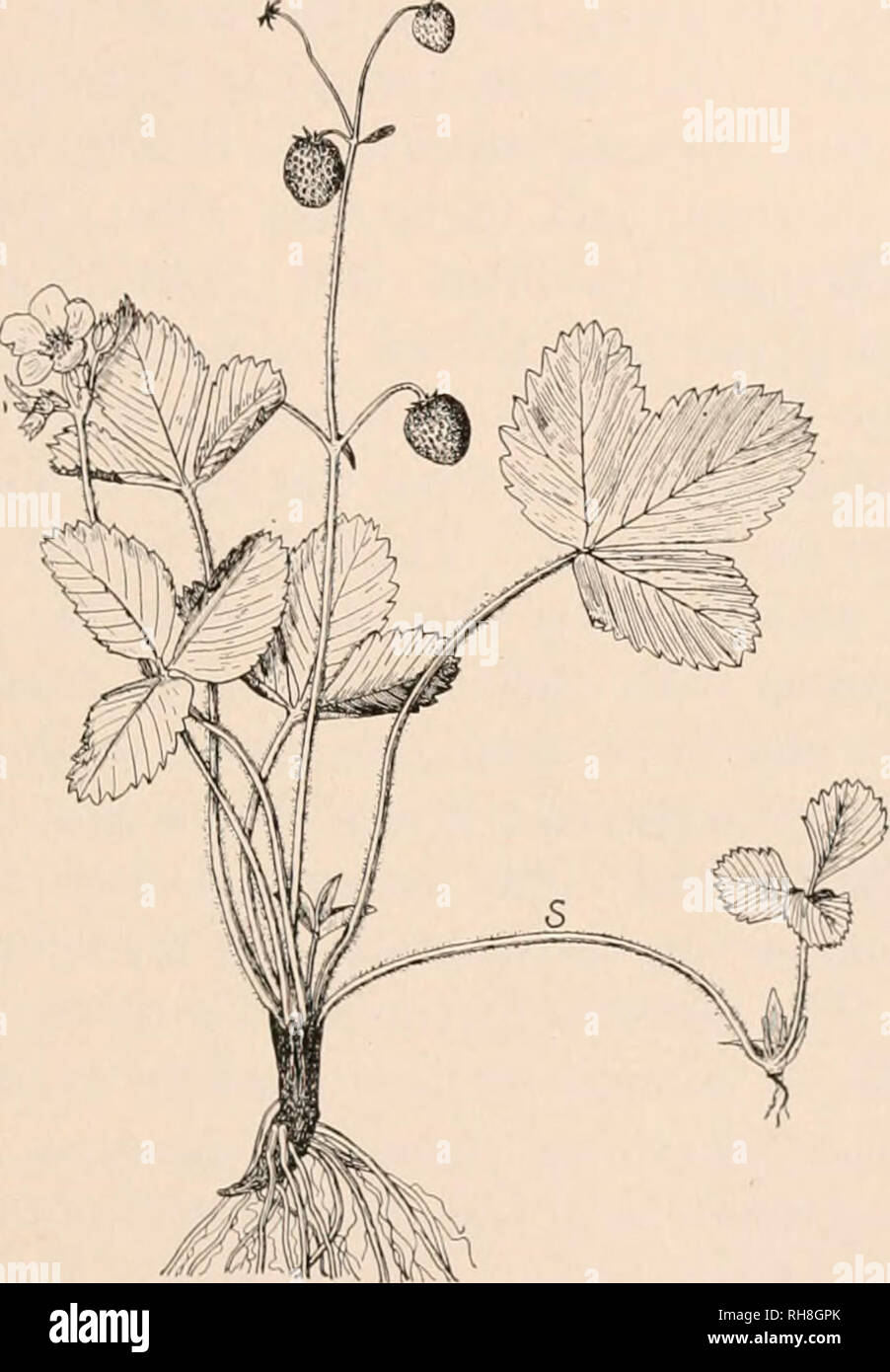 La botanique ; principes et problèmes. La botanique. 183 Reproduction une  plante peut être unie si intimement à l'autre par bourgeonnement ou la  greffe qu'il prospère et se développe en tant