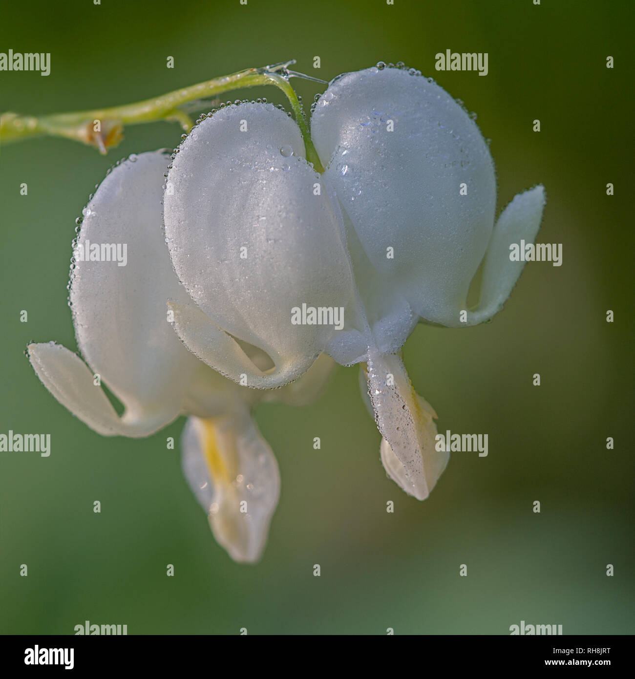 2 Purge d'Asie fleurs-coeur blanc avec des gouttes de humidifié Banque D'Images