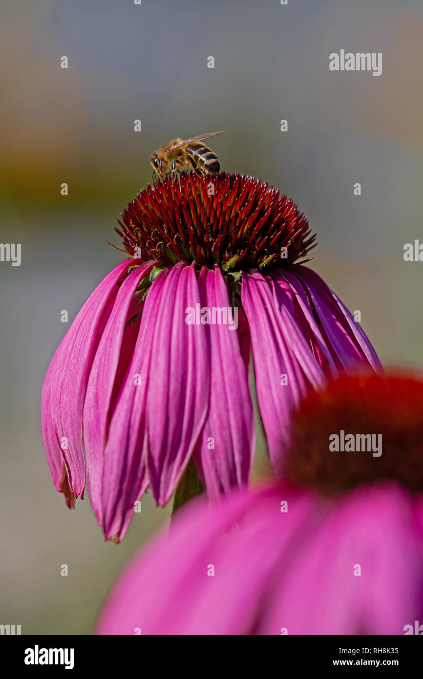 Echinacea purpurea Échinacée, avec bee Banque D'Images