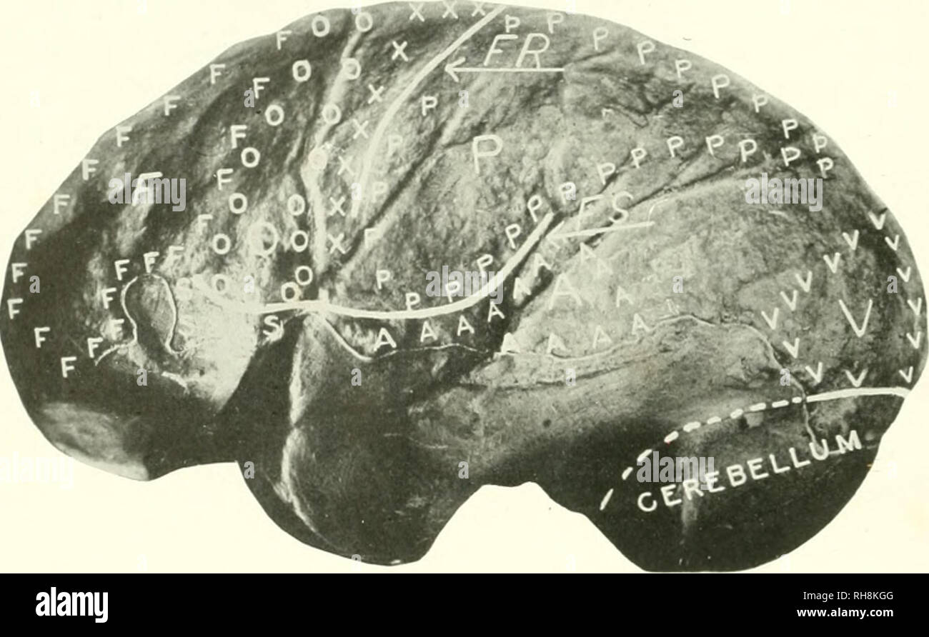 . Le cerveau de singe à l'homme ; une contribution à l'étude de l'évolution et le développement du cerveau humain. Cerveau ; évolution ; Pongidae. 88ô homme cette lumière l'expansion de la régions sensorielles du lobe pariétal ni partieu- ment liés à la jambe et le pied, le bras et la main devient très significative. Il semble plus probable que l'accroissement sensorielle dans ces domaines doit être un. FIG. 375. Localisation FONCTIONNELLE DU CERVEAU EXPOSÉ SUR L'HÉMISPHÈRE GAUCHE DU ENDOCRANTAL PITHECANTHROPUS ERECTUS DE CAST. Restauration PAR PROF. J. H. MCGREGOR. Une zone, auditif ; F, Hifi;ses facultés, dont la Persona Banque D'Images