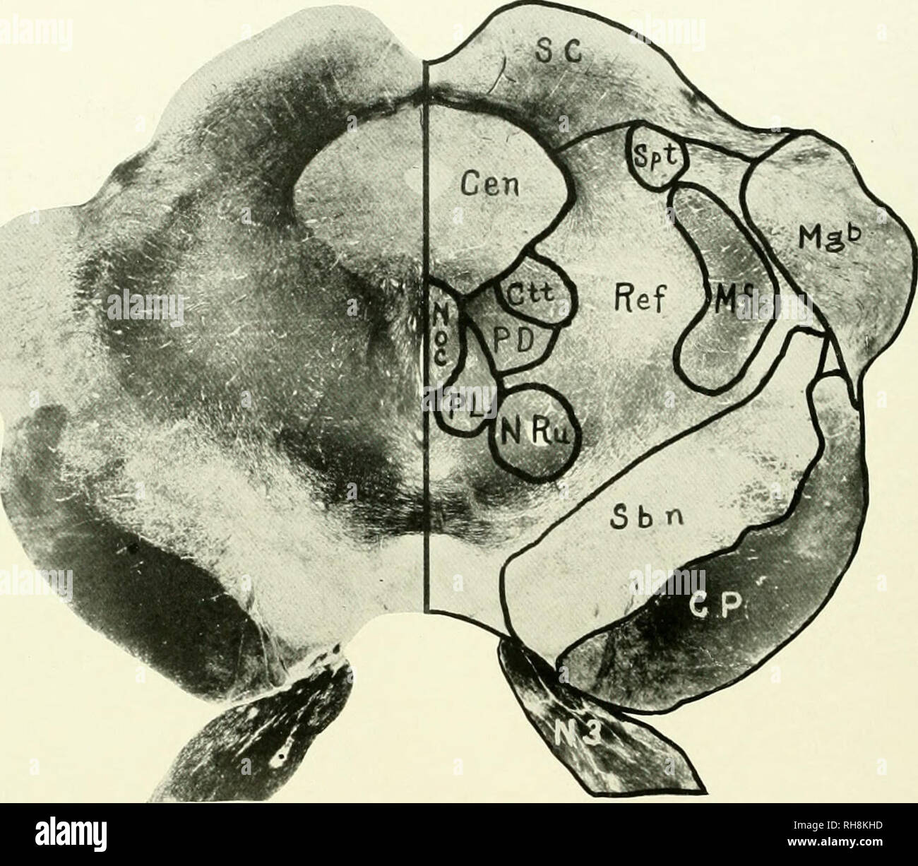 . Le cerveau de singe à l'homme ; une contribution à l'étude de l'évolution et le développement du cerveau humain. Cerveau ; évolution ; Pongidae. Les 442 primates intermédiaires les deux facteurs ont contribué un peu plus en évidence le noyau rouge dans la région de gibbon. Que son striorubral partie a fait l'objet d'élargissement pourrait s'attendre à un animal présentant la locomotion dans les arbres aussi complexes. Cela. FIG. 209. GIBBON. LEN'EL DU colliculus supérieur. Le CEN, la matière grise centrale ; cp. Pédoncule cérébral ; ctt. Voies respiratoires ; Tegmental Central mf, Mésial filet ; mgb, corps géniculés mésiale ; ac. Noyau Oculomotorius ; nr Banque D'Images