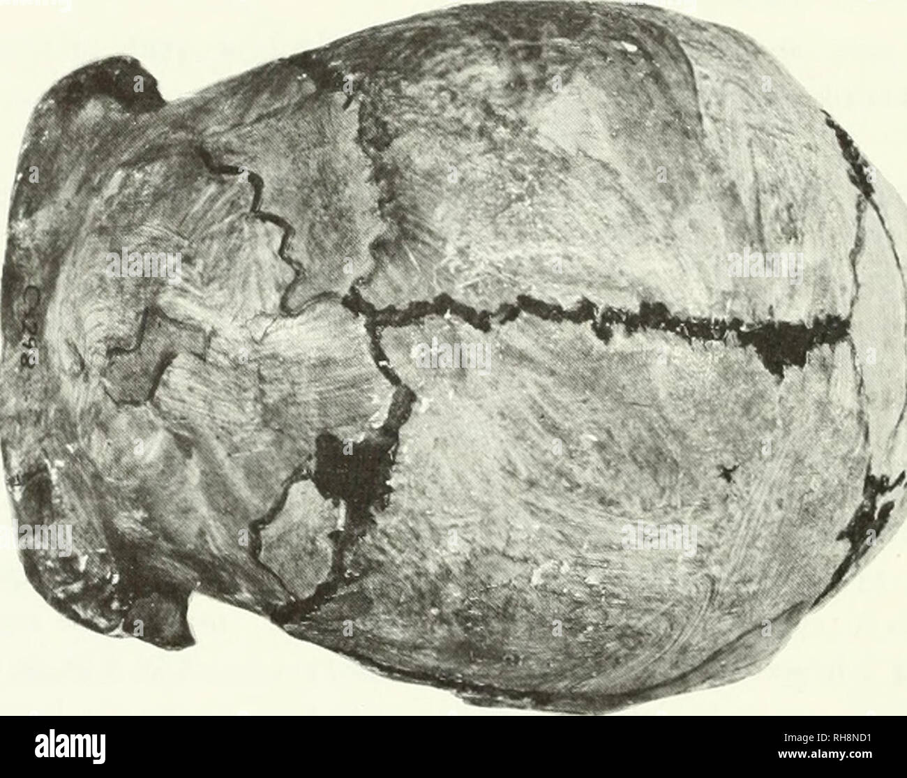 Le Cerveau Dans L Evolution Des Hominides L Evolution Humaine Le Cerveau Combustibles Hominides J I I Cms Figure 29 Norma Lateralis Et Norma Verticalis Du Crane De L Homo Erectus