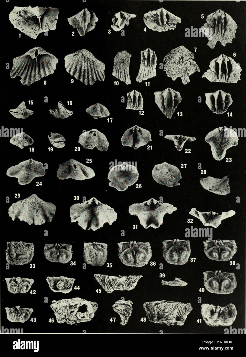 . Brachiopoda biostratigraphie du Silurian-Devonian et formation de Delorme, dans le district de Mackenzie, le Yukon. Brachiopoda, combustibles, la paléontologie, la paléontologie, la paléontologie. 179. Veuillez noter que ces images sont extraites de la page numérisée des images qui peuvent avoir été retouchées numériquement pour plus de lisibilité - coloration et l'aspect de ces illustrations ne peut pas parfaitement ressembler à l'œuvre originale.. Perry, David G. David (George), 1947- ; Musée royal de l'Ontario. Toronto : Musée Royal de l'Ontario Banque D'Images