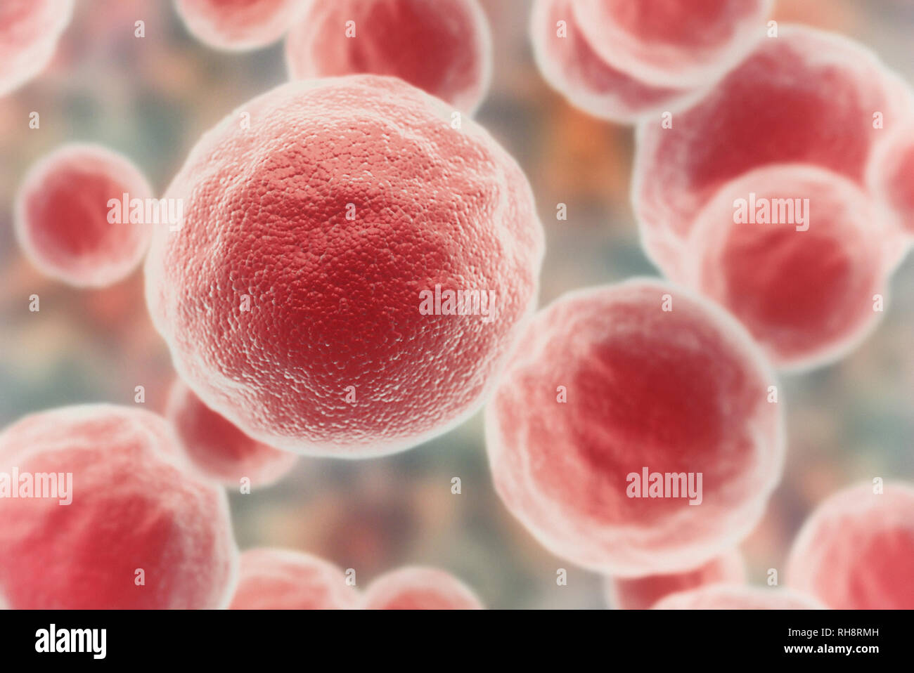 Les cellules rouges sous un microscope. Image détaillée Haut Banque D'Images