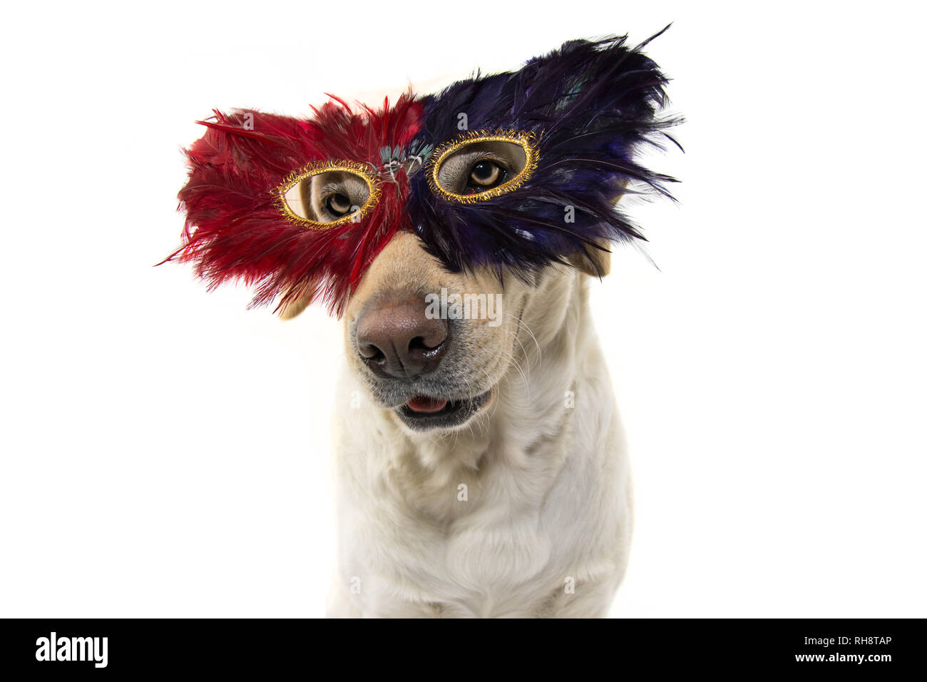 Chien Chat MASQUE MARDI GRAS. CLOSE-UP FUNNY LABRADOR AVEC UNE PLUME CARNIVAL EYEMASK. SHOT isolées contre l'ARRIÈRE-PLAN BLANC. Banque D'Images