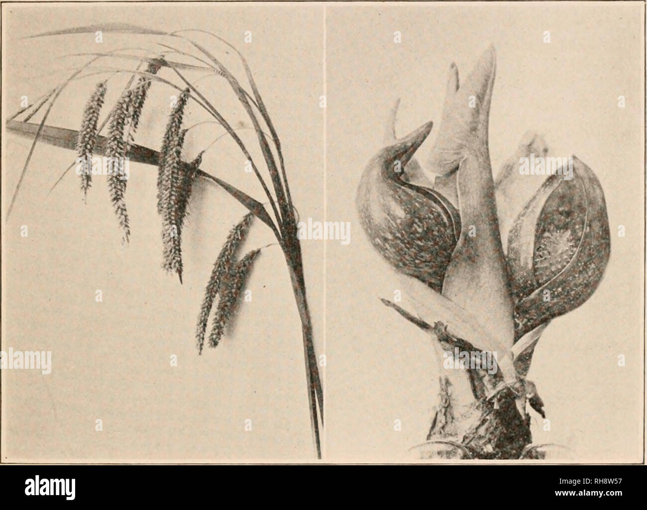 . La botanique ; principes et problèmes. La botanique. Le sperme UNE TOPH ATY 365 Glumales (Fig. 237).-Ce sont les graminées et les carex. Les petites fleurs manque un calice et corolle, sont protégés hy chaffy bractées, et sont disposées en grappes. Elles sont pollinisées par le vent, à l'exception des cas où la pollinisation est touché directement, sans organisme externe. Comme dans le Amentiferae, leur simple condition peuvent avoir été obtenus en réduction. La famille comprend les plus importants de nos cultures de plantes.. Fig. 237.-L'un des Glumales. Un carex (Carex), appartenant à la famille des Cyperaceae. Fig. 238. Banque D'Images
