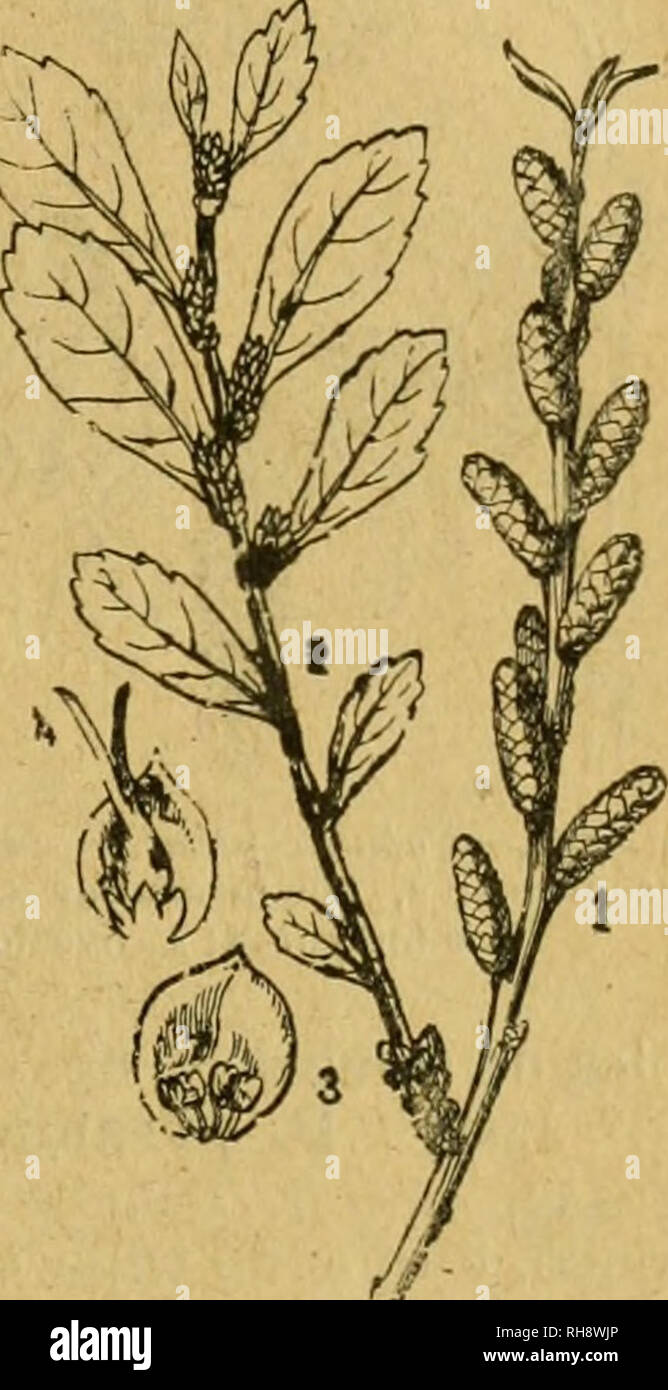 Botánica descriptiva. Compendio de la flore española. Estudio de las  plantas que viven espontáneamente en España y de las más frecuentemente  cultivadas que tienen aplicaciones en medicina, agricultura, Industria y  horticultura.