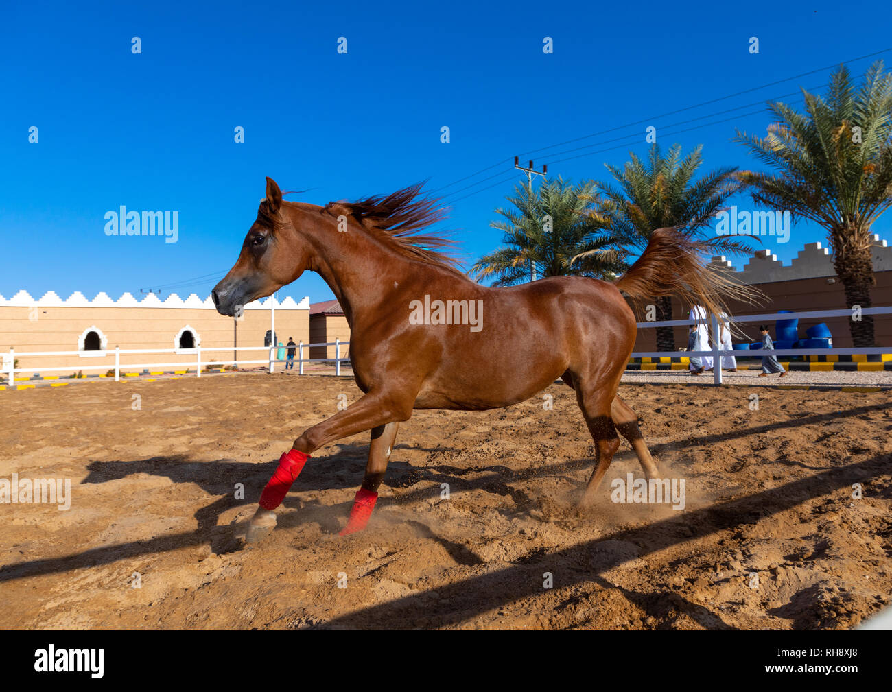 Arabian Horse Running Banque De Photographies Et D Images A Haute Resolution Alamy