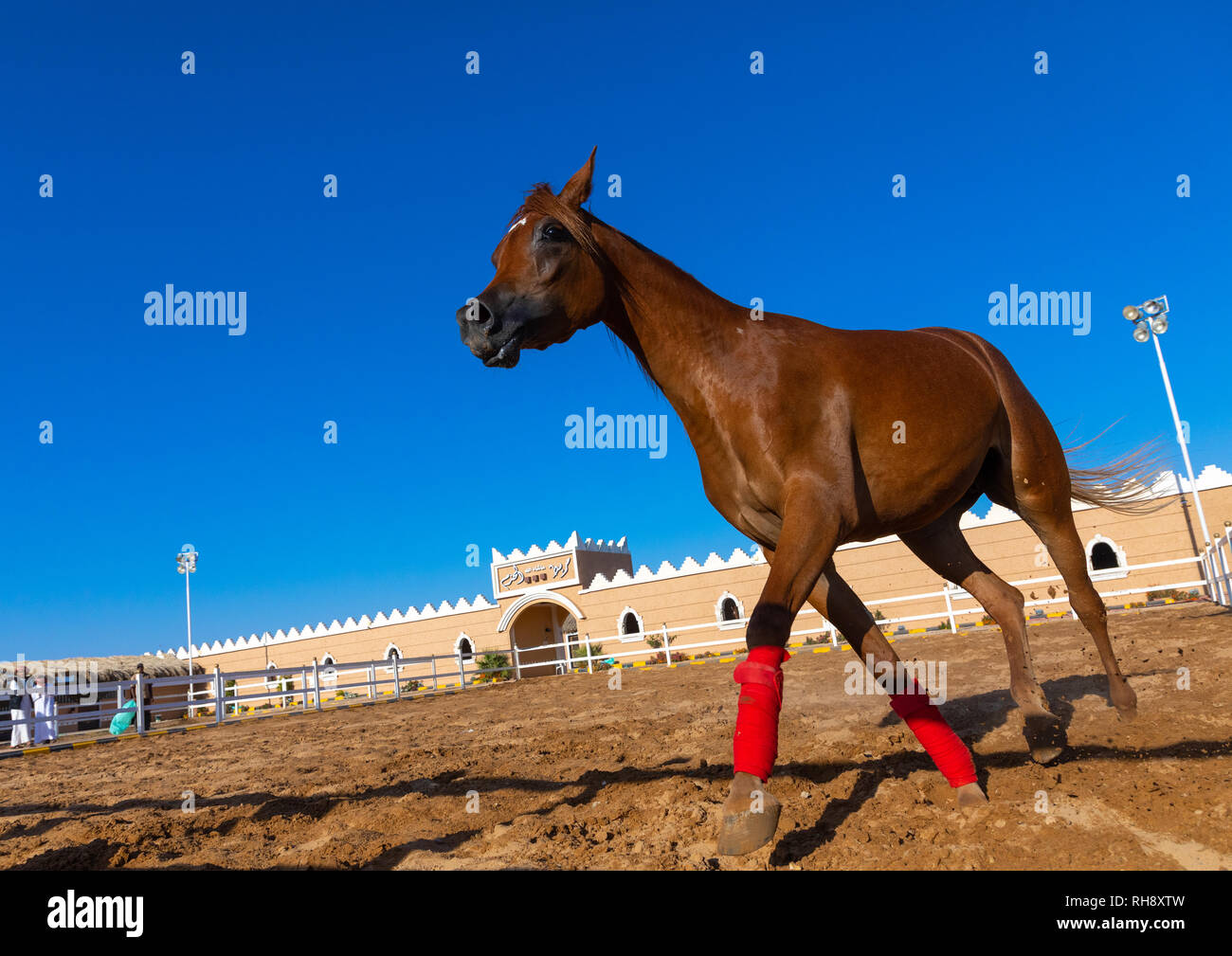 Arabian Horse Running Banque De Photographies Et D Images A Haute Resolution Alamy