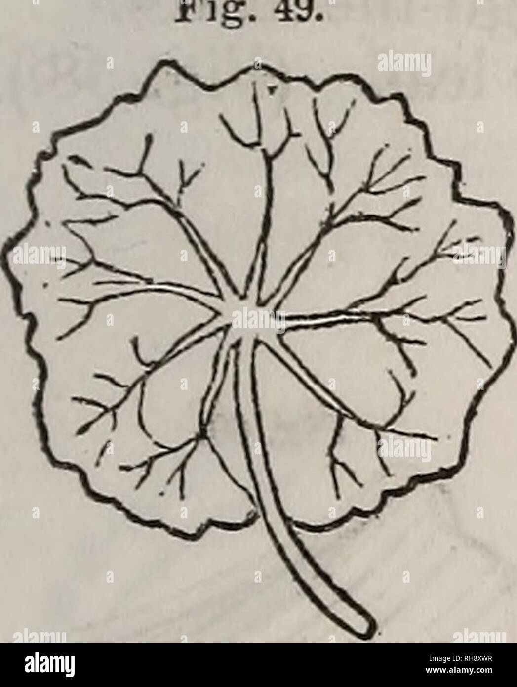 . La botanique des états du sud. En deux parties. La botanique. Feuilles réniformes. Feuilles spatulées. Feuilles cordiformes. Cordé, ayant la base arrondie en forme de cœur. (Fig. 48.) orbiculaire, pratiquement circulaire (Fig. 49)-nervation rayonner. Pelté, avec le pétiole inséré dans la lamina, mais pas dans le centre de celui-ci. (Fig. 50.) Fig. 50. Fig. 51.. Veuillez noter que ces images sont extraites de la page numérisée des images qui peuvent avoir été retouchées numériquement pour plus de lisibilité - coloration et l'aspect de ces illustrations ne peut pas parfaitement ressembler à l'œuvre originale.. Darby, John, 1804-1877. [From old catalog]. N Banque D'Images