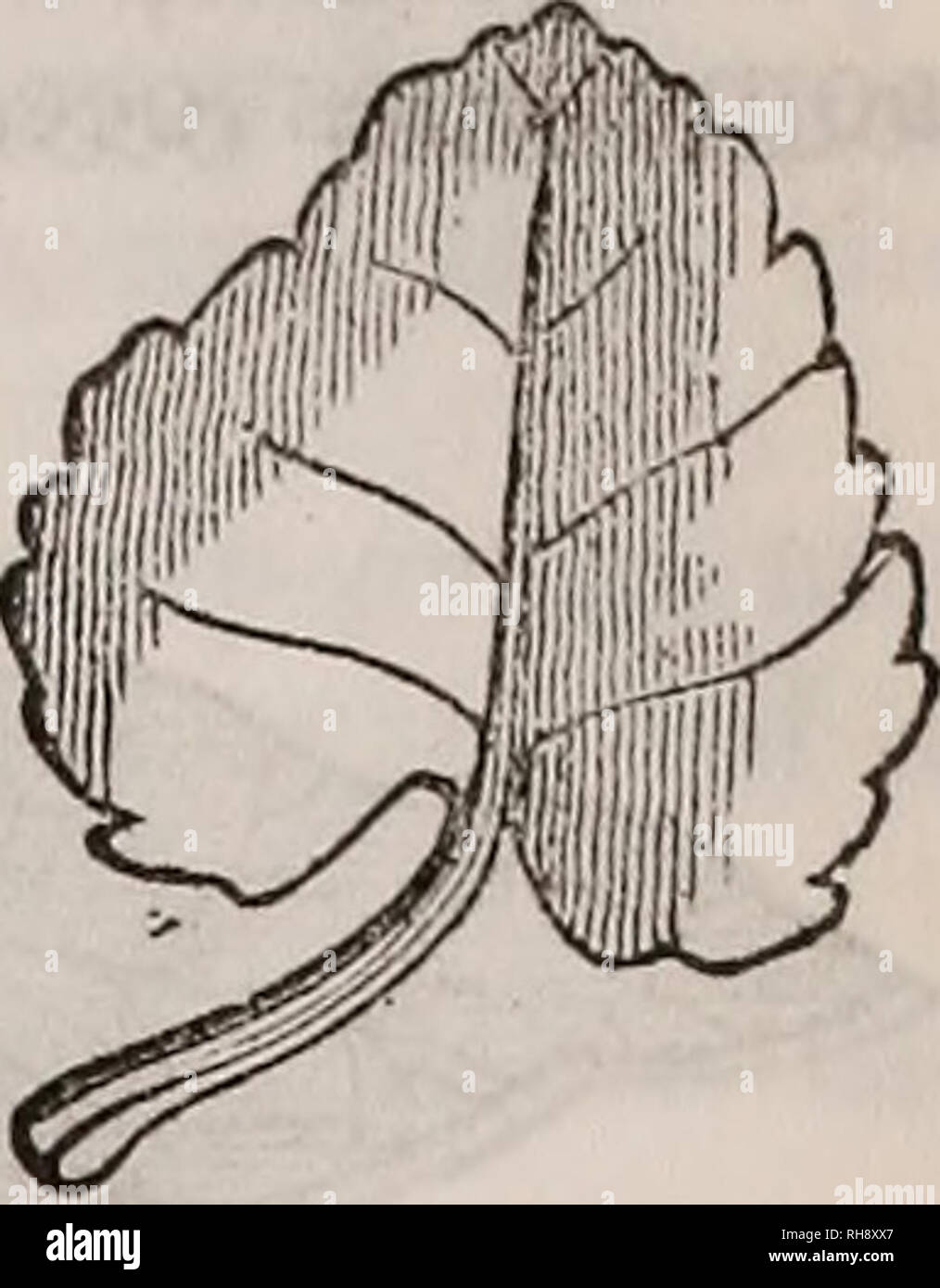 . La botanique des états du sud. En deux parties. La botanique. Feuilles réniformes. Feuilles spatulées. Feuilles cordiformes. Cordé, ayant la base arrondie en forme de cœur. (Fig. 48.) orbiculaire, pratiquement circulaire (Fig. 49)-nervation rayonner. Pelté, avec le pétiole inséré dans la lamina, mais pas dans le centre de celui-ci. (Fig. 50.) Fig. 50. Fig. 51.. Veuillez noter que ces images sont extraites de la page numérisée des images qui peuvent avoir été retouchées numériquement pour plus de lisibilité - coloration et l'aspect de ces illustrations ne peut pas parfaitement ressembler à l'œuvre originale.. Darby, John, 1804-1877. [From old catalog]. N Banque D'Images