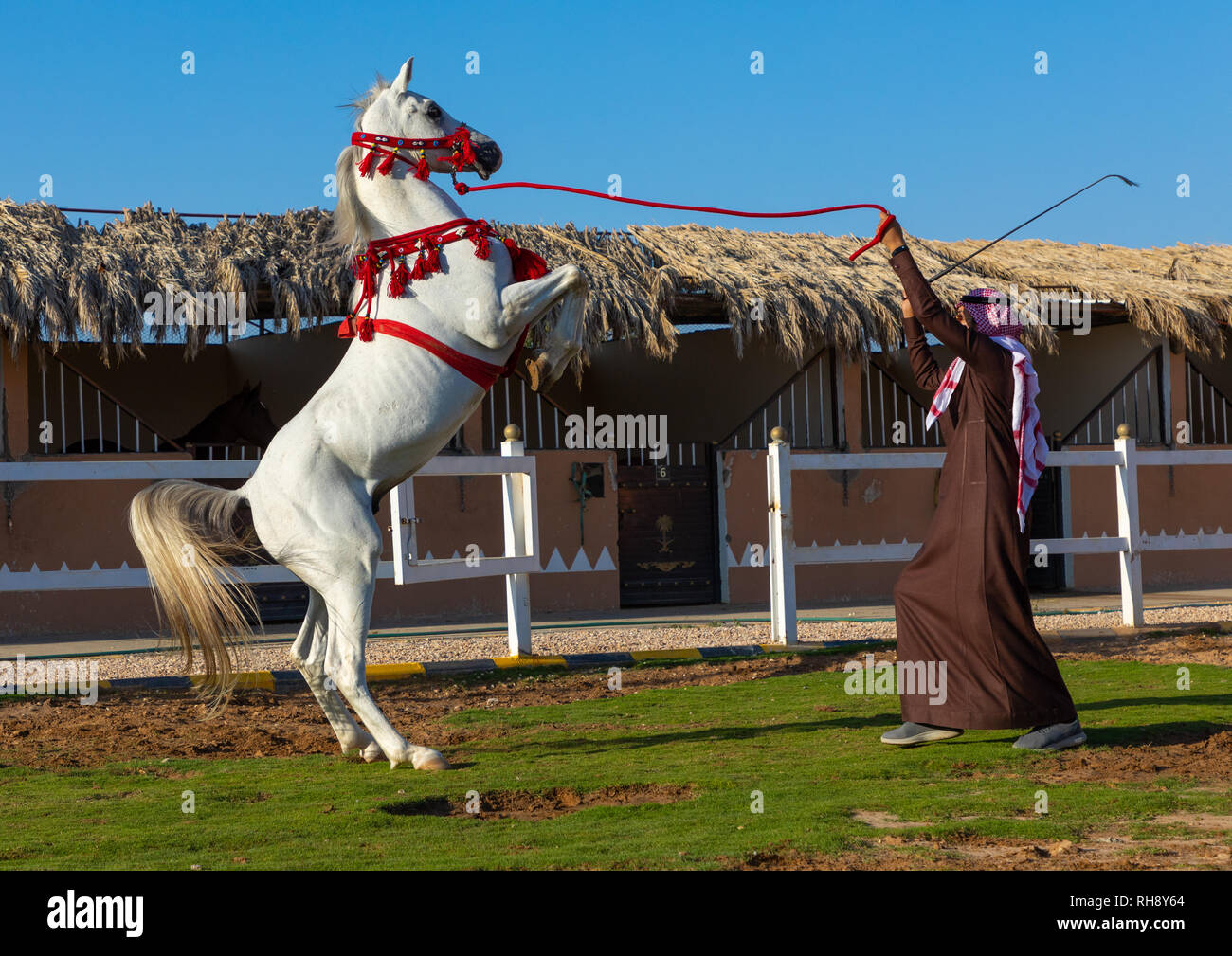 L'élevage de chevaux arabes dans alhazm stud, Province de Najran, Khubash, l'Arabie Saoudite Banque D'Images