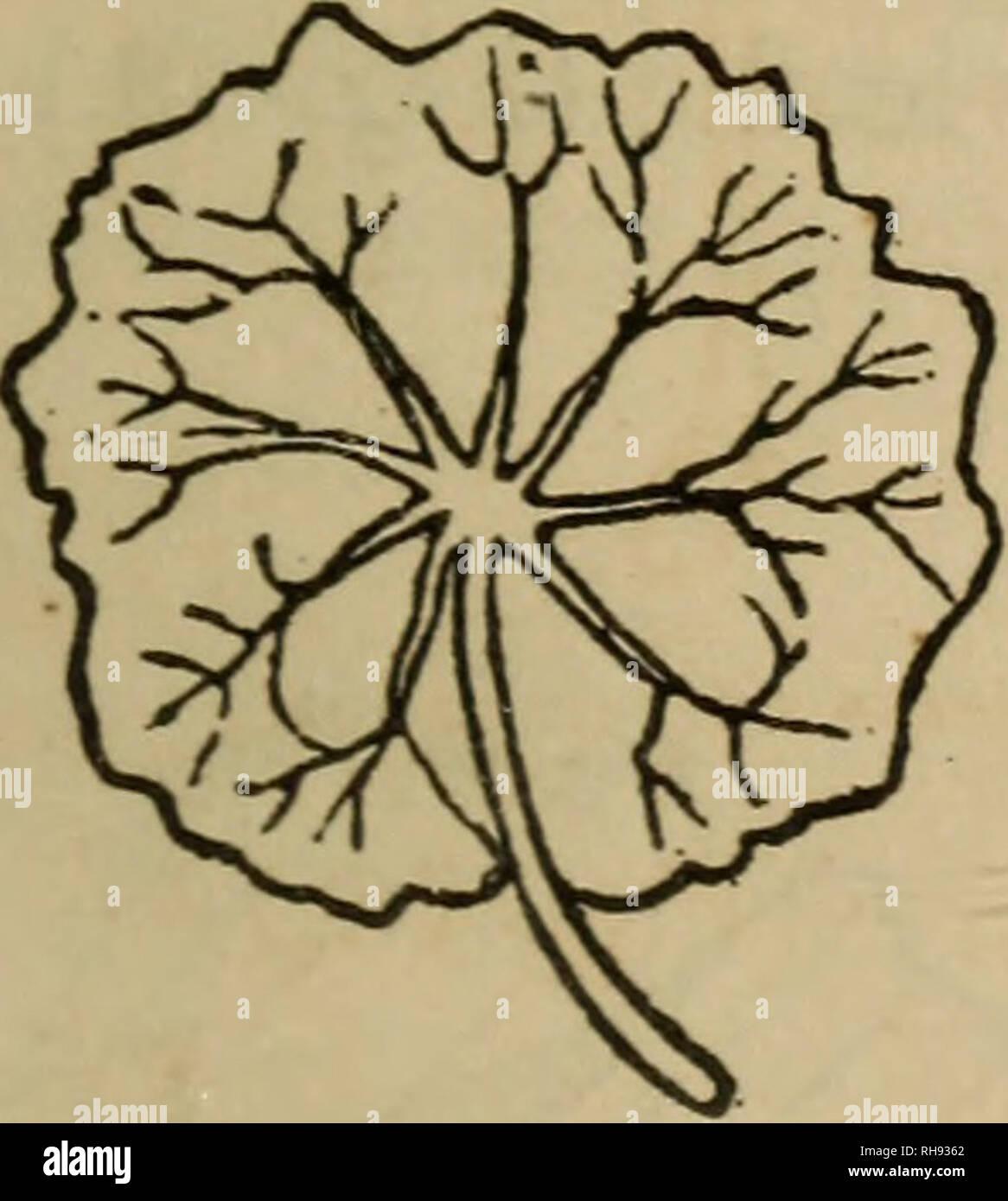 . La botanique des états du sud. En deux parties. La botanique. Feuilles réniformes. Feuilles spatulées. Feuilles cordiformes. Cordé, ayant la base arrondie en forme de cœur (Fig. 48.) orbiculaire, pratiquement circulaire (Fig. 49)-nervation rayonner. Pelté, avec le pétiole inséré dans la lamina, mais pas dans le centre de celui-ci. (Fig. 50.) Fig. 49. Fig. 50. Fig. 5L. Veuillez noter que ces images sont extraites de la page numérisée des images qui peuvent avoir été retouchées numériquement pour plus de lisibilité - coloration et l'aspect de ces illustrations ne peut pas parfaitement ressembler à l'œuvre originale.. Darby, John, 1804-1877. [From old cata Banque D'Images