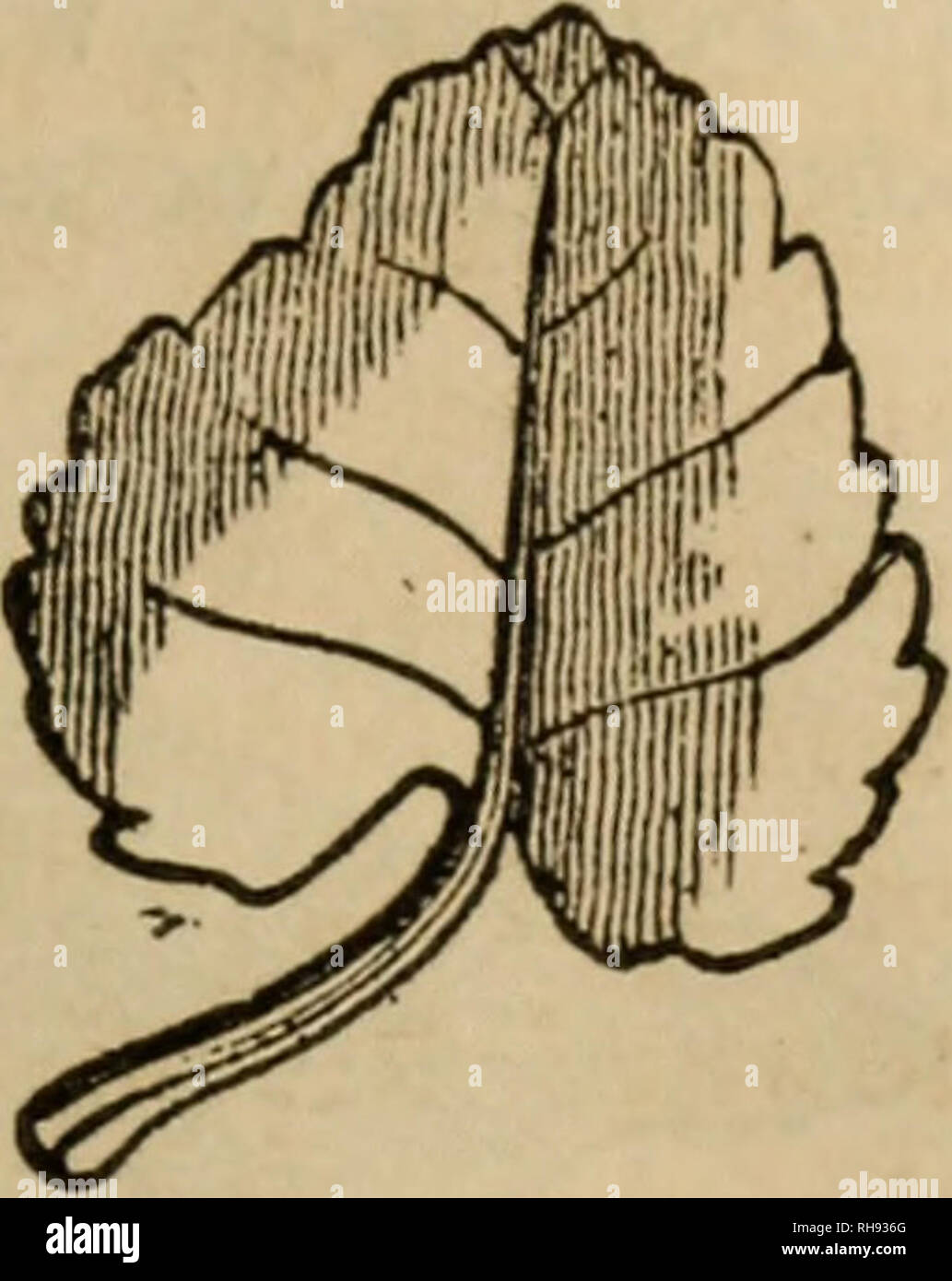 . La botanique des états du sud. En deux parties. La botanique. Feuilles réniformes. Feuilles spatulées. Feuilles cordiformes. Cordé, ayant la base arrondie en forme de cœur (Fig. 48.) orbiculaire, pratiquement circulaire (Fig. 49)-nervation rayonner. Pelté, avec le pétiole inséré dans la lamina, mais pas dans le centre de celui-ci. (Fig. 50.) Fig. 49. Fig. 50. Fig. 5L. Veuillez noter que ces images sont extraites de la page numérisée des images qui peuvent avoir été retouchées numériquement pour plus de lisibilité - coloration et l'aspect de ces illustrations ne peut pas parfaitement ressembler à l'œuvre originale.. Darby, John, 1804-1877. [From old cata Banque D'Images