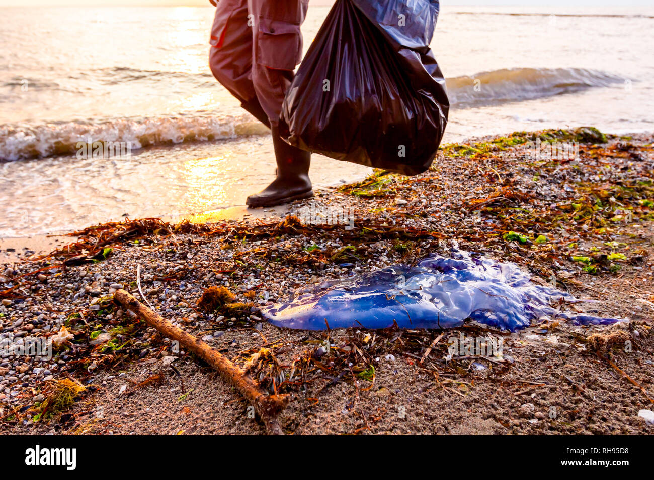 Bénévole est la collecte des déchets rejetés par la mer dans un sac en  plastique. Les gens contribuent au maintien d'une nature propre et ramasser  les ordures d'une plage de s Photo