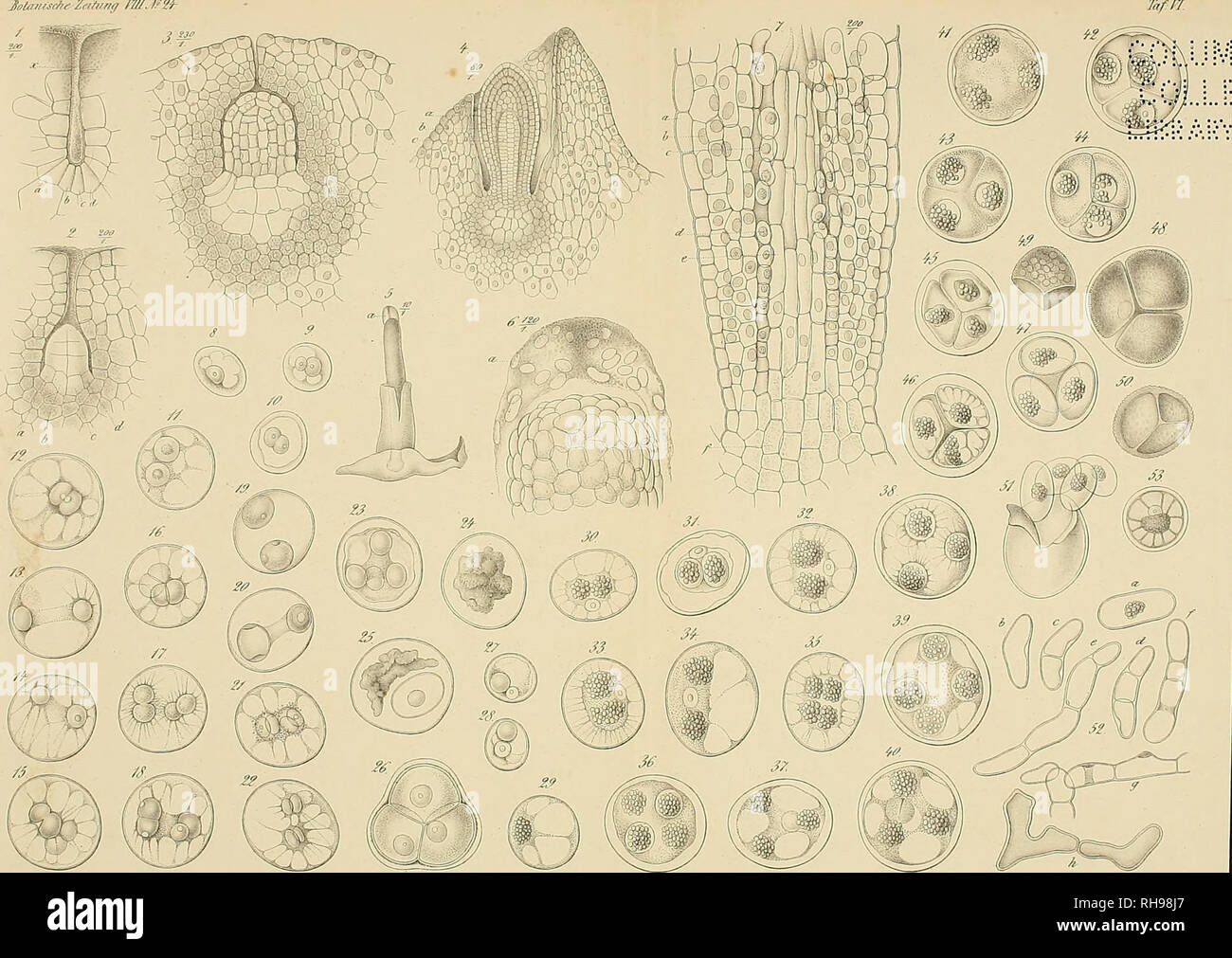 . Botanische Zeitung. Les plantes ; les plantes. Joätm^'(/ic/Zfffi r riff/s. l'^^. IL^ stries annonce um. dsl. CFSdimiätbi^j'. Veuillez noter que ces images sont extraites de la page numérisée des images qui peuvent avoir été retouchées numériquement pour plus de lisibilité - coloration et l'aspect de ces illustrations ne peut pas parfaitement ressembler à l'œuvre originale.. Mohl, Hugo von, 1805-1872 ; Schlechtendal, D. F. L. von (Diederich Franz Leonhard), 1794-1866. Berlin : A. Förstner Banque D'Images